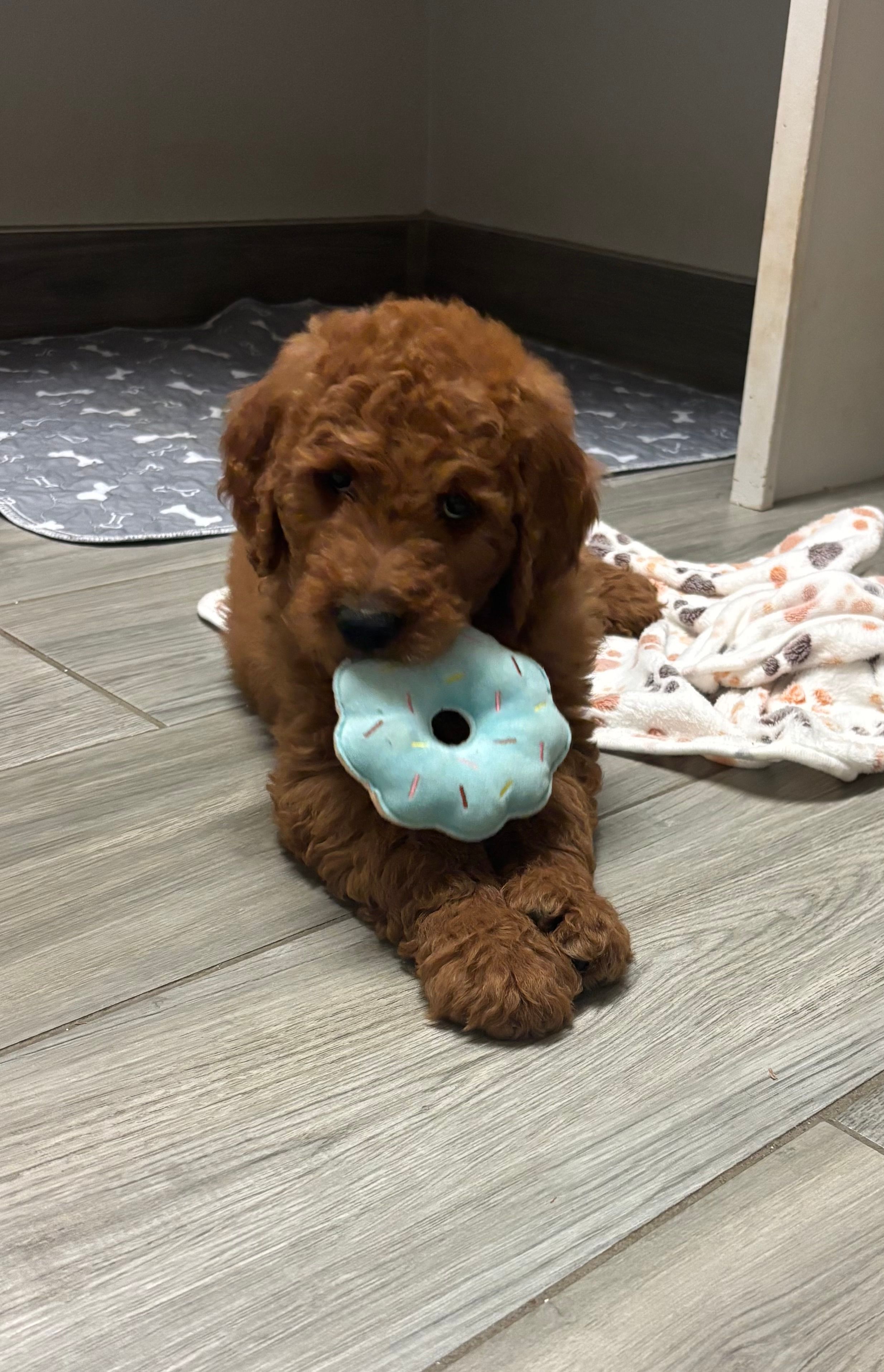 Rocky – Goldendoodle puppy for sale in Granger, WA