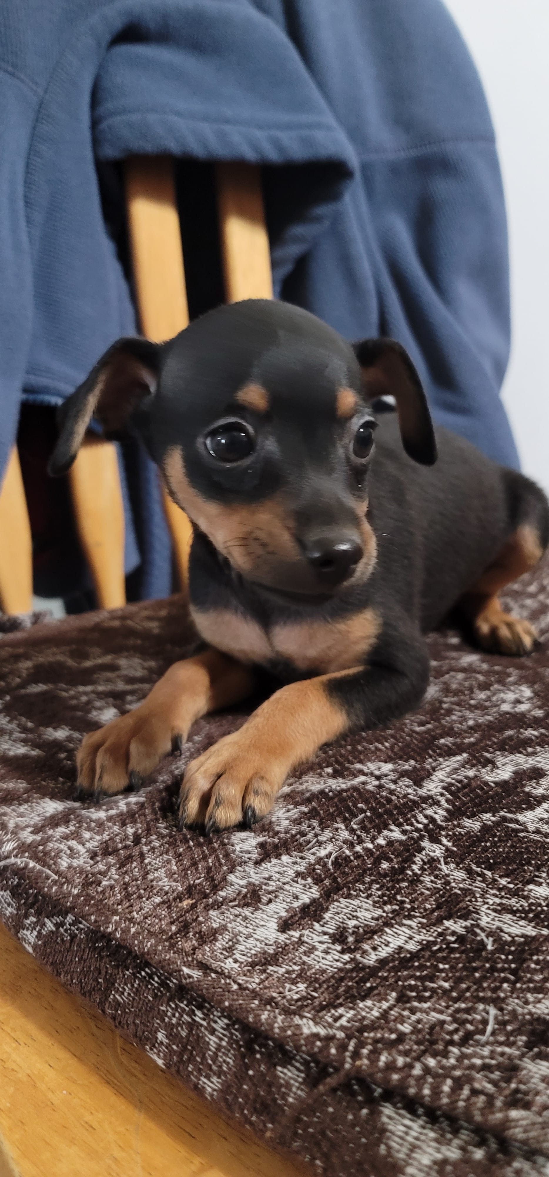 Chico. – Miniature Pinscher puppy for sale in Vancouver, WA