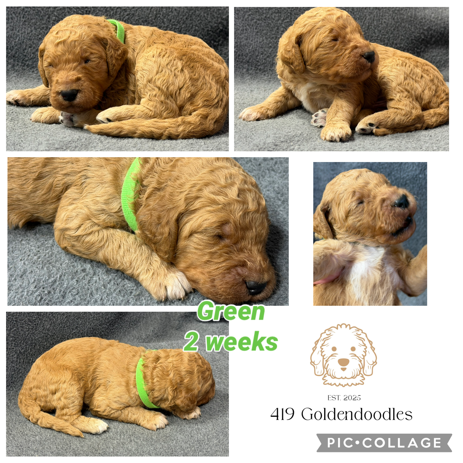 Green – Goldendoodle puppy for sale in Rockford, OH