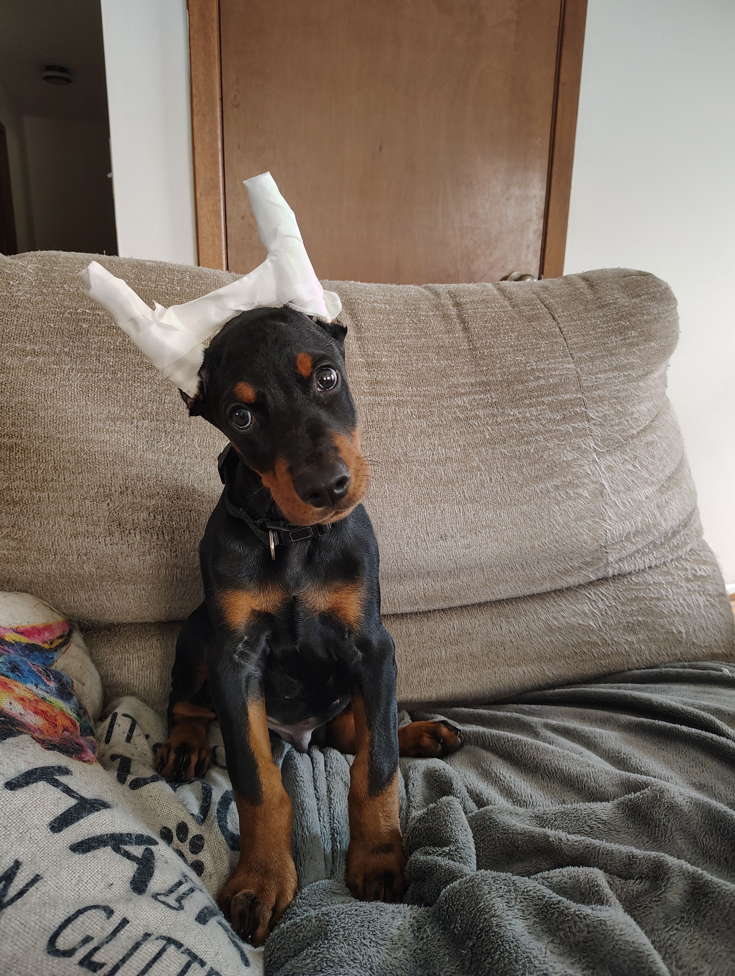 Buddy  #2  – Doberman Pinscher puppy for sale in Manitowoc, WI