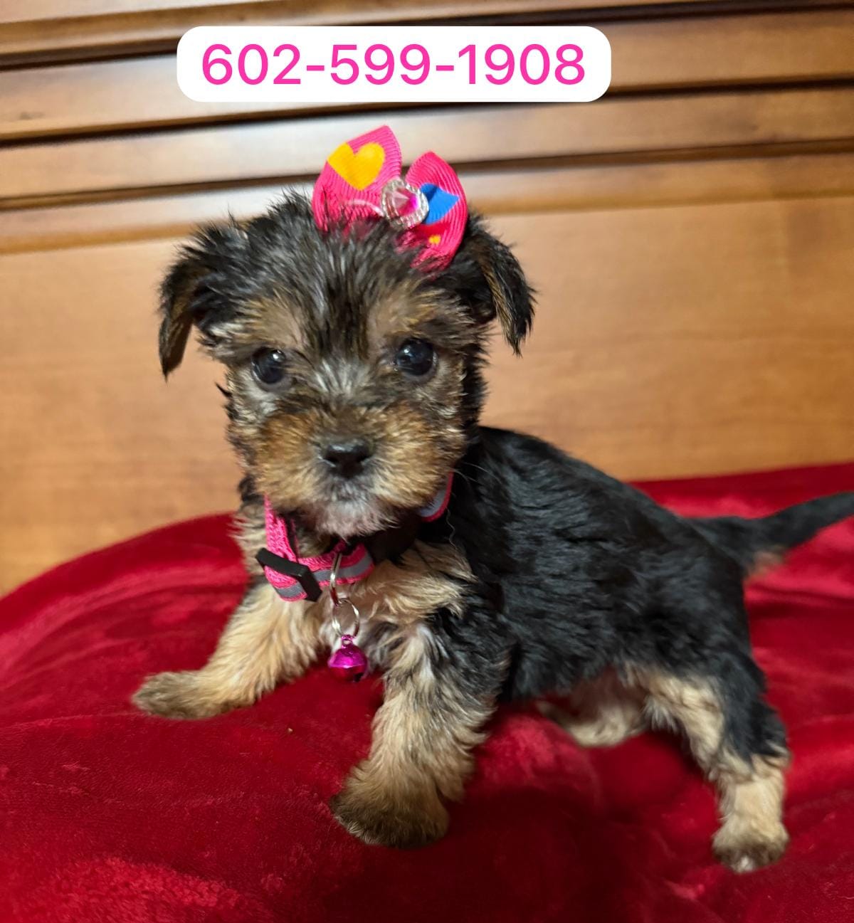 Roxy – Yorkshire Terrier puppy for sale in Phoenix, AZ