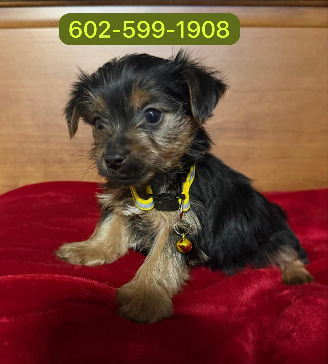 Milo – Yorkshire Terrier puppy for sale in Phoenix, AZ