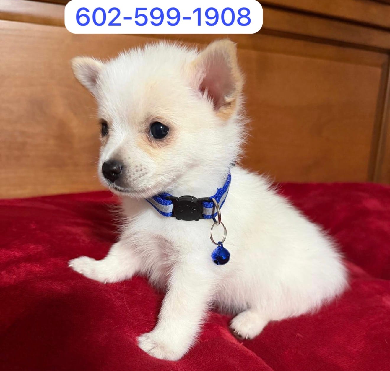 Jimmy  – Pomeranian puppy for sale in Phoenix, AZ