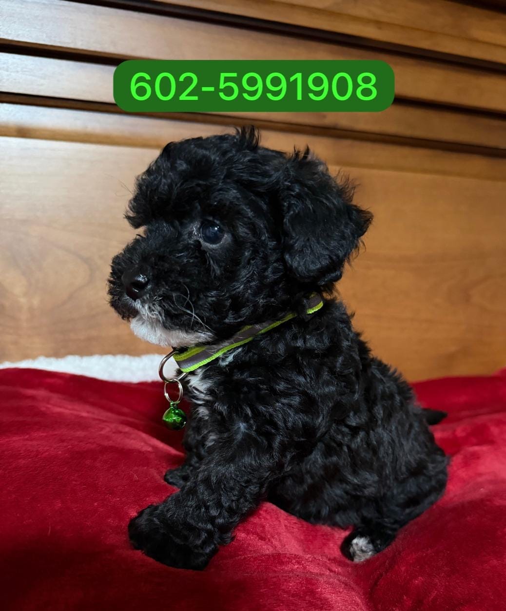 Maylo – Poodle - Miniature  puppy for sale in Phoenix, AZ