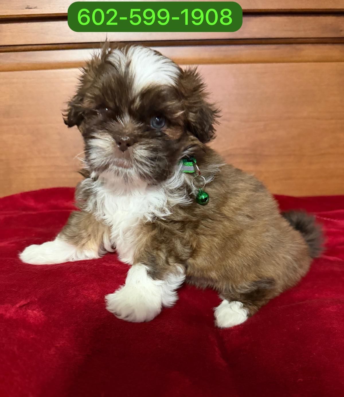Zeus – Shih Tzu puppy for sale in Phoenix, AZ