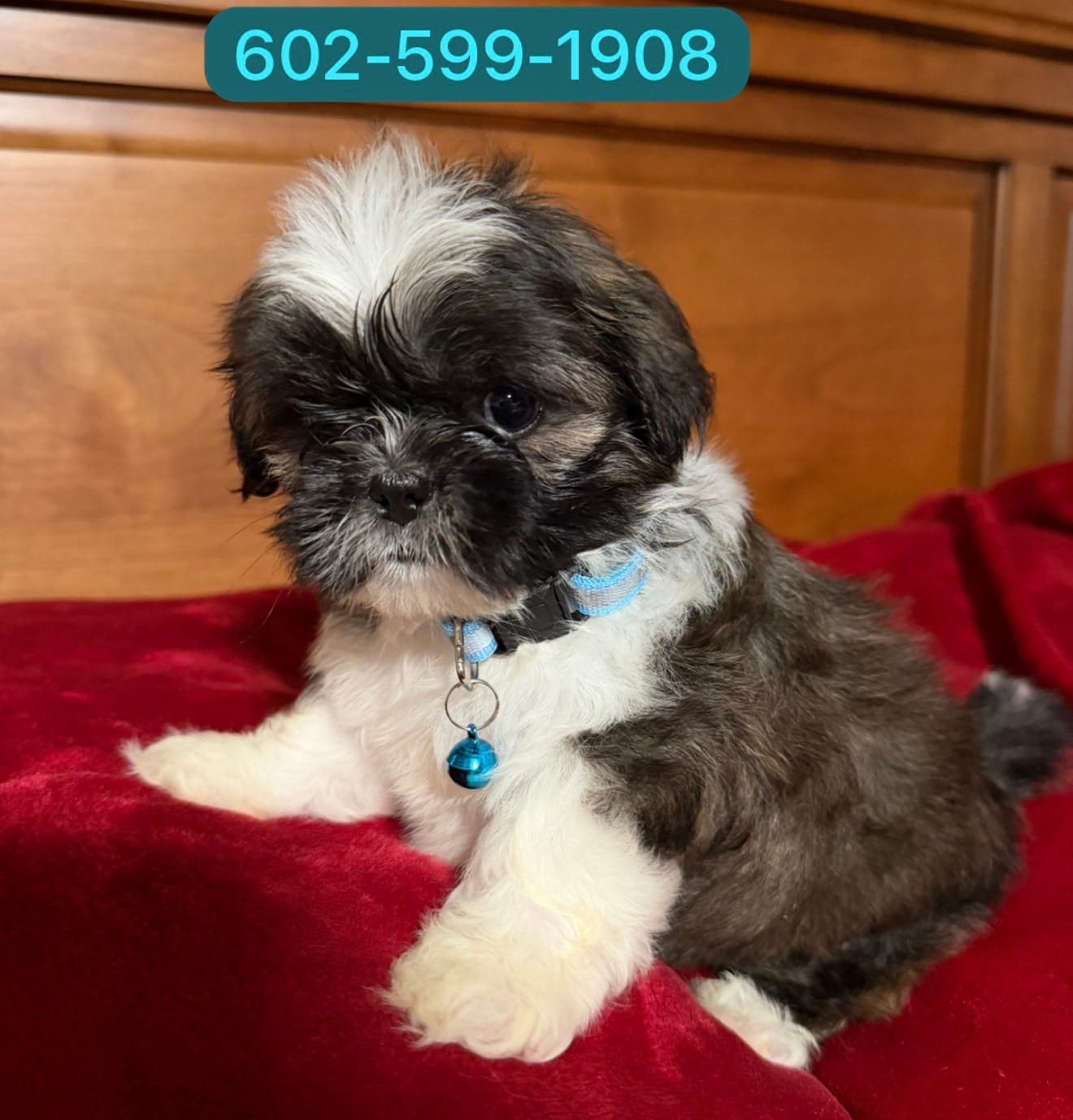 Maylo – Shih Tzu puppy for sale in Phoenix, AZ