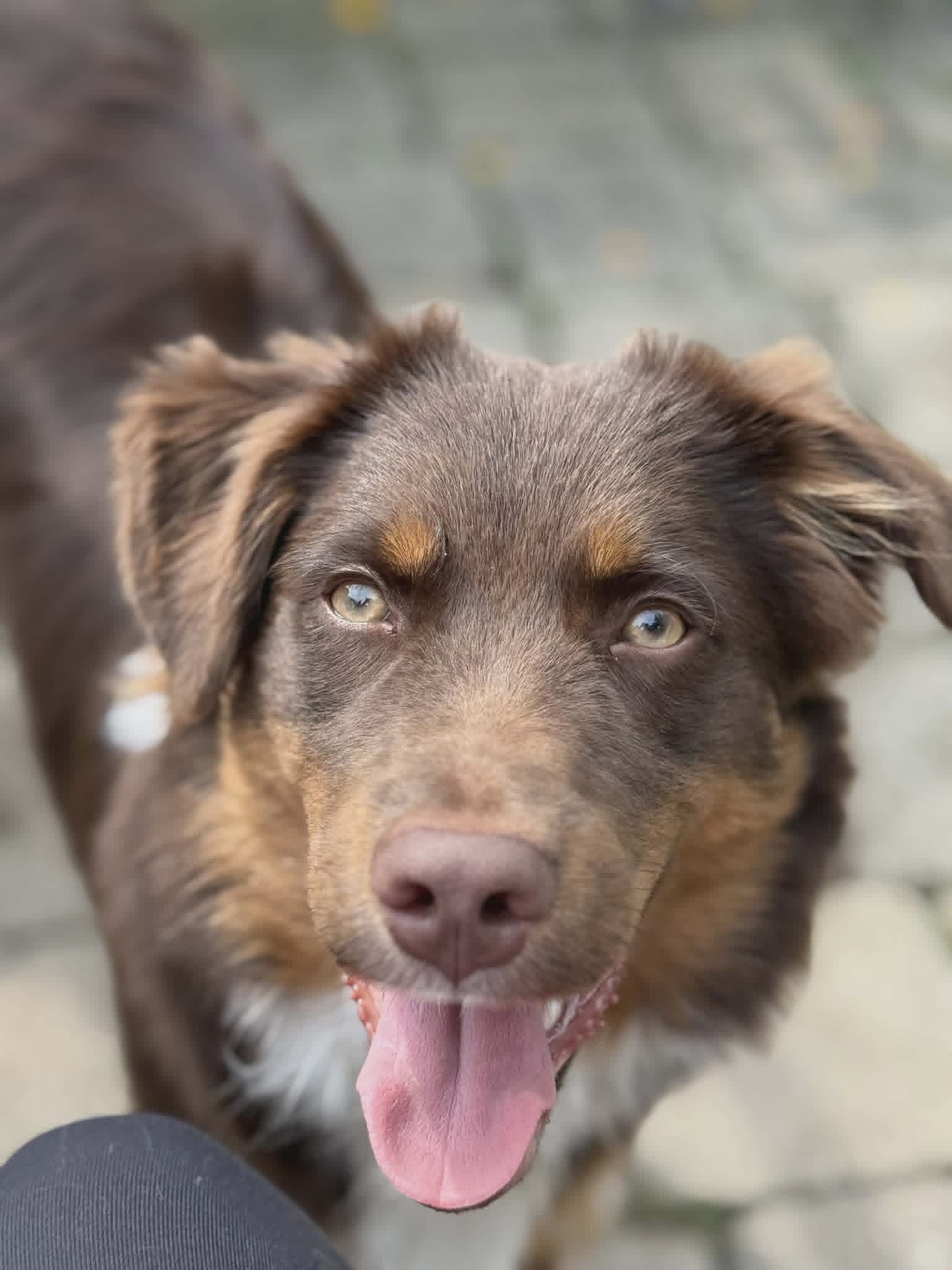 Giz – Miniature Australian Shepherd puppy for sale in Tiskilwa, IL