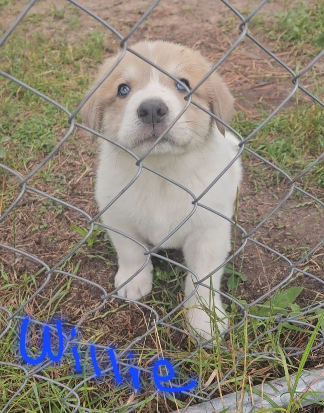 Willie  – Anatolian Shepherd Dog, Great Pyrenees puppy for sale in Lufkin, TX