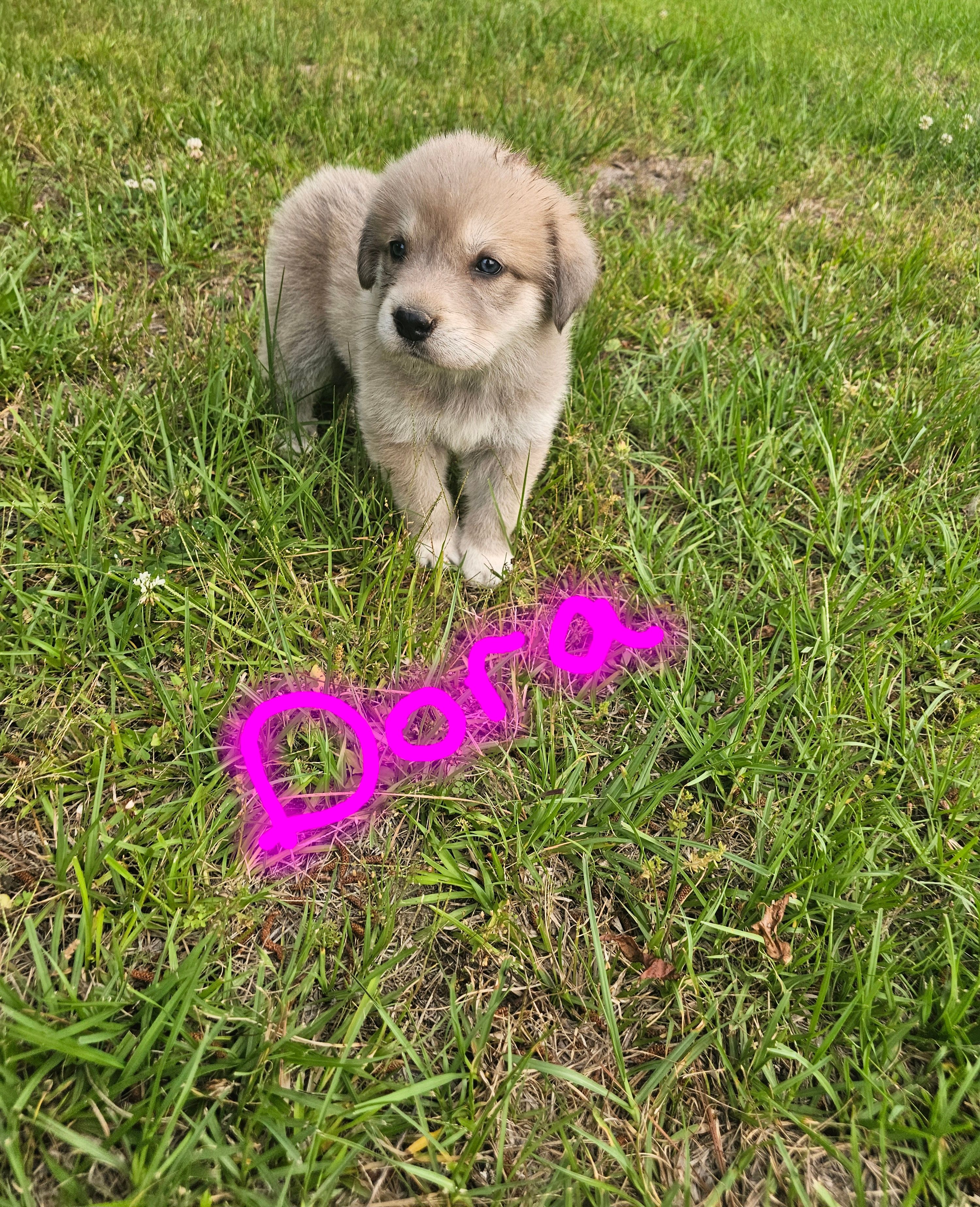 Dora – Anatolian Shepherd Dog, Great Pyrenees puppy for sale in Lufkin, TX
