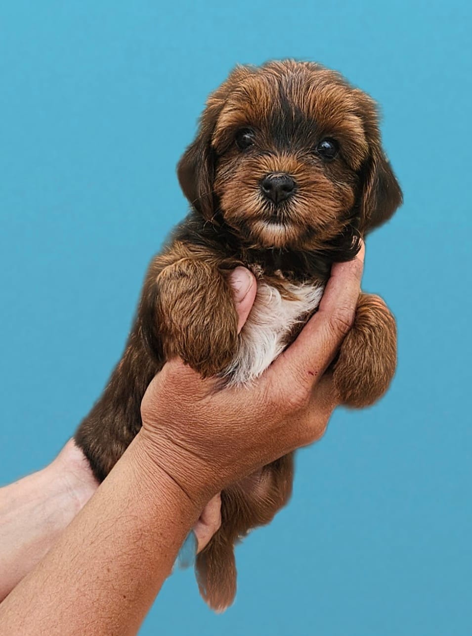 Brown and red female  – Yorkipoo puppy for sale in Payneway, AR