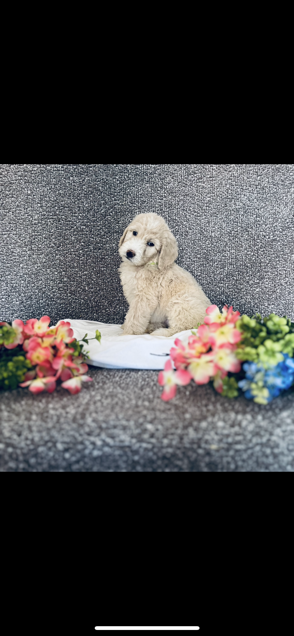 Phoebe  – Poodle - Standard , Newfypoo puppy for sale in Burlington, NC
