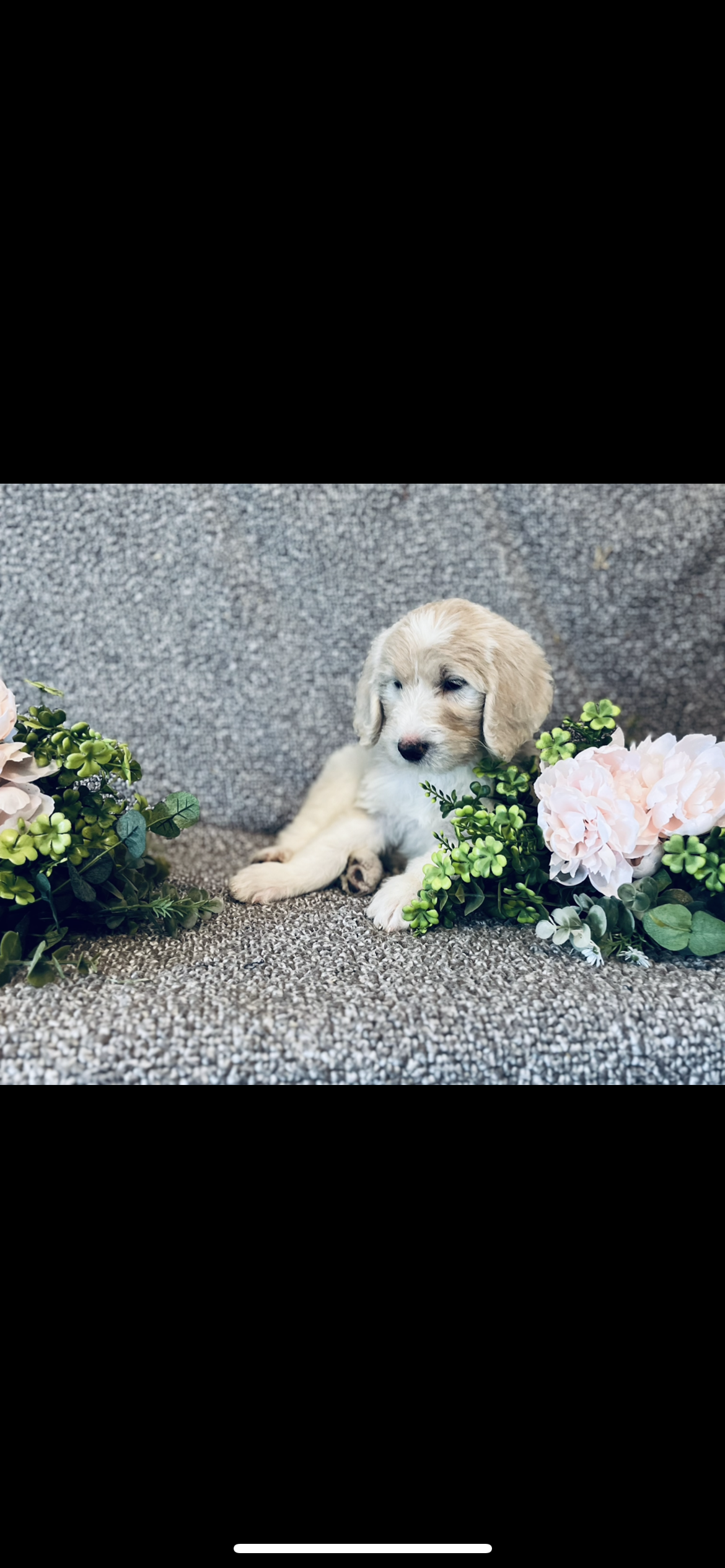 Sarah – Poodle - Standard , Newfypoo puppy for sale in Burlington, NC