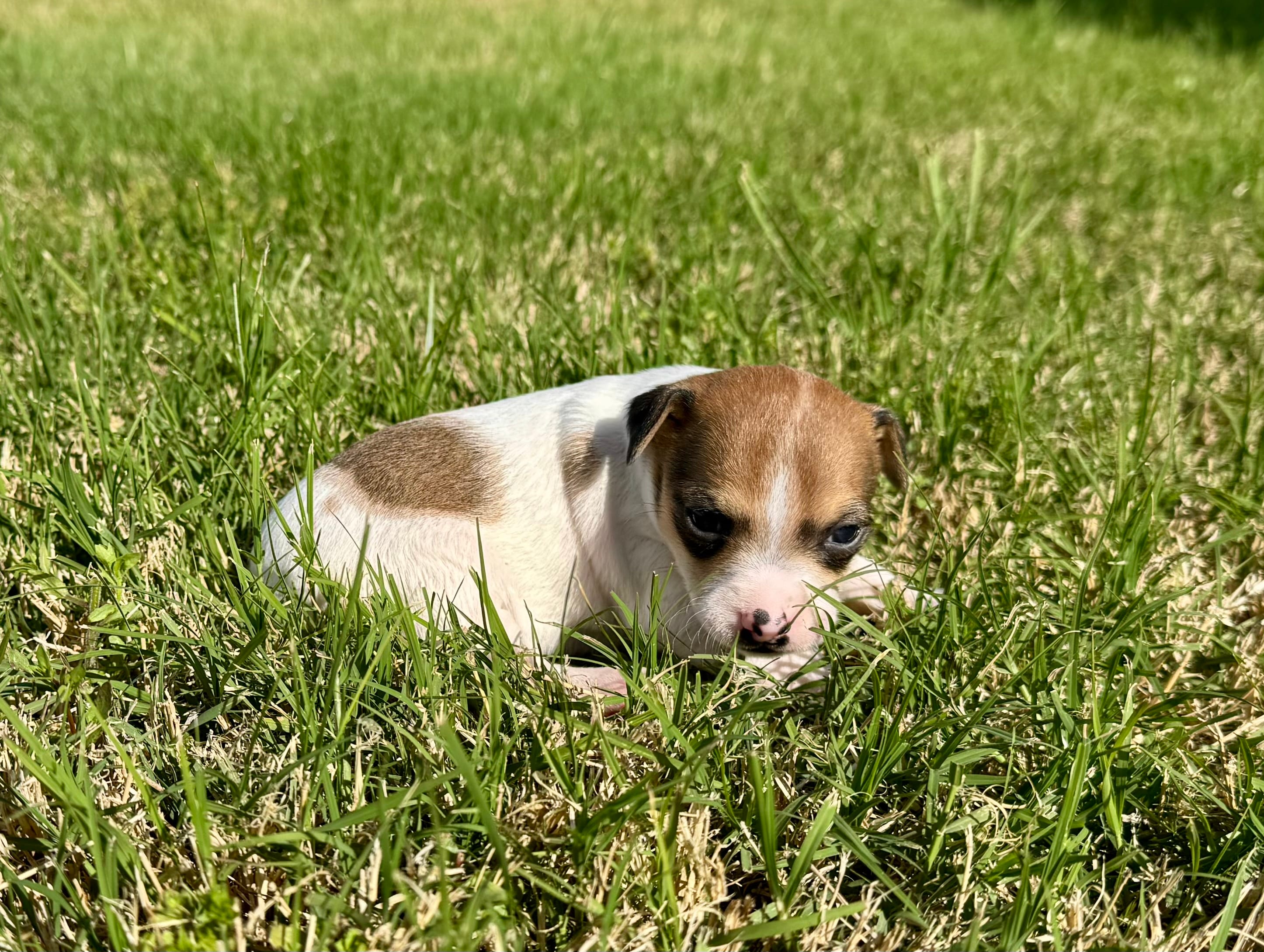 Tess – Rat Terrier puppy for sale in Gorman, TX