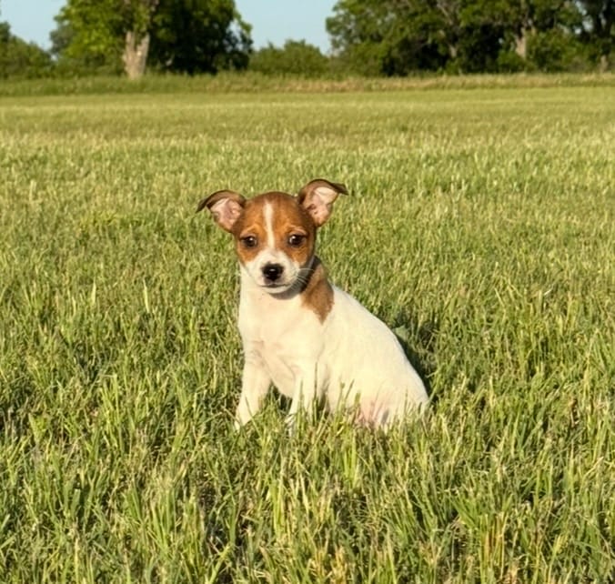 Laney – Rat Terrier puppy for sale in Gorman, TX