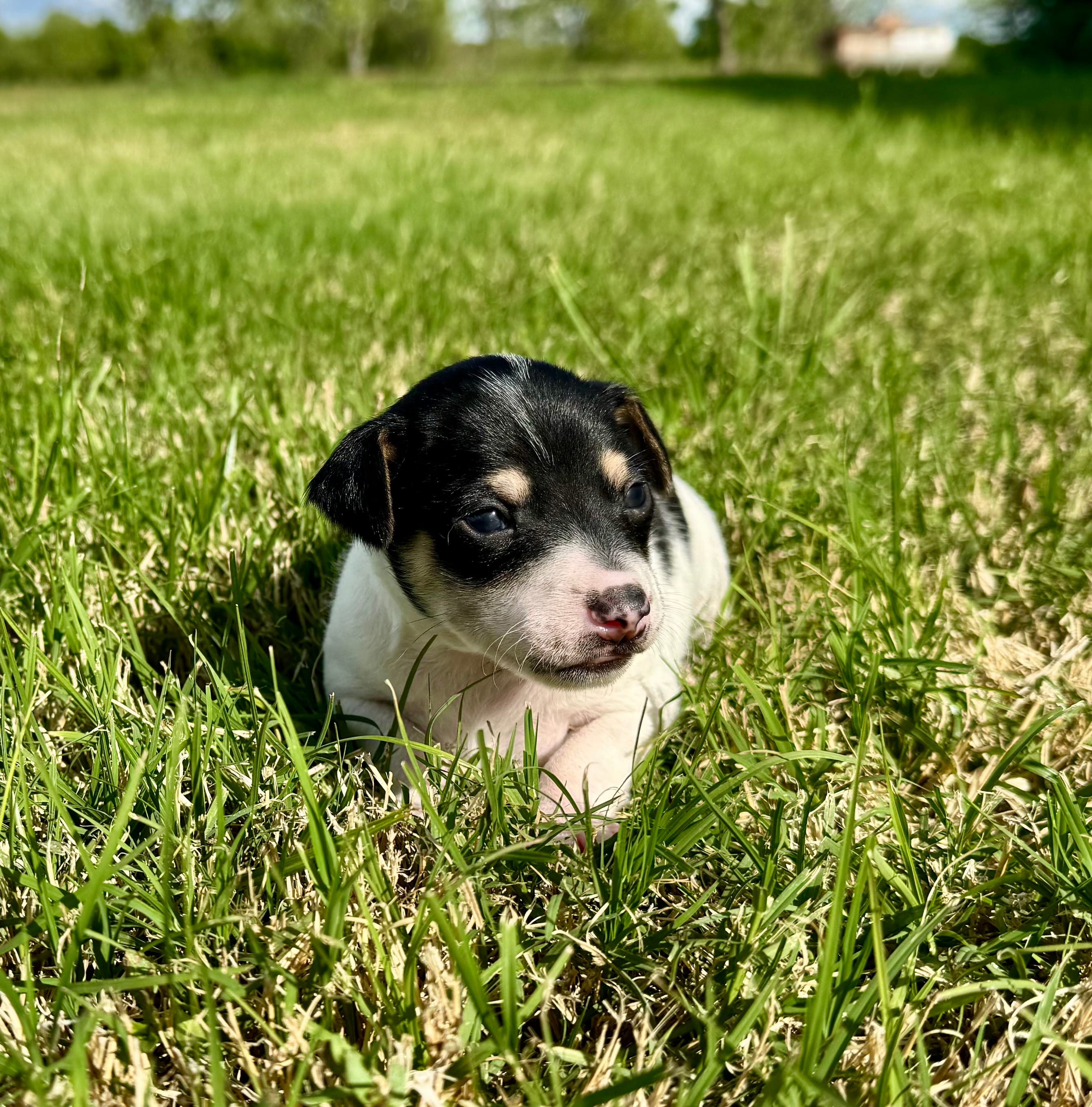 Tex – Rat Terrier puppy for sale in Gorman, TX