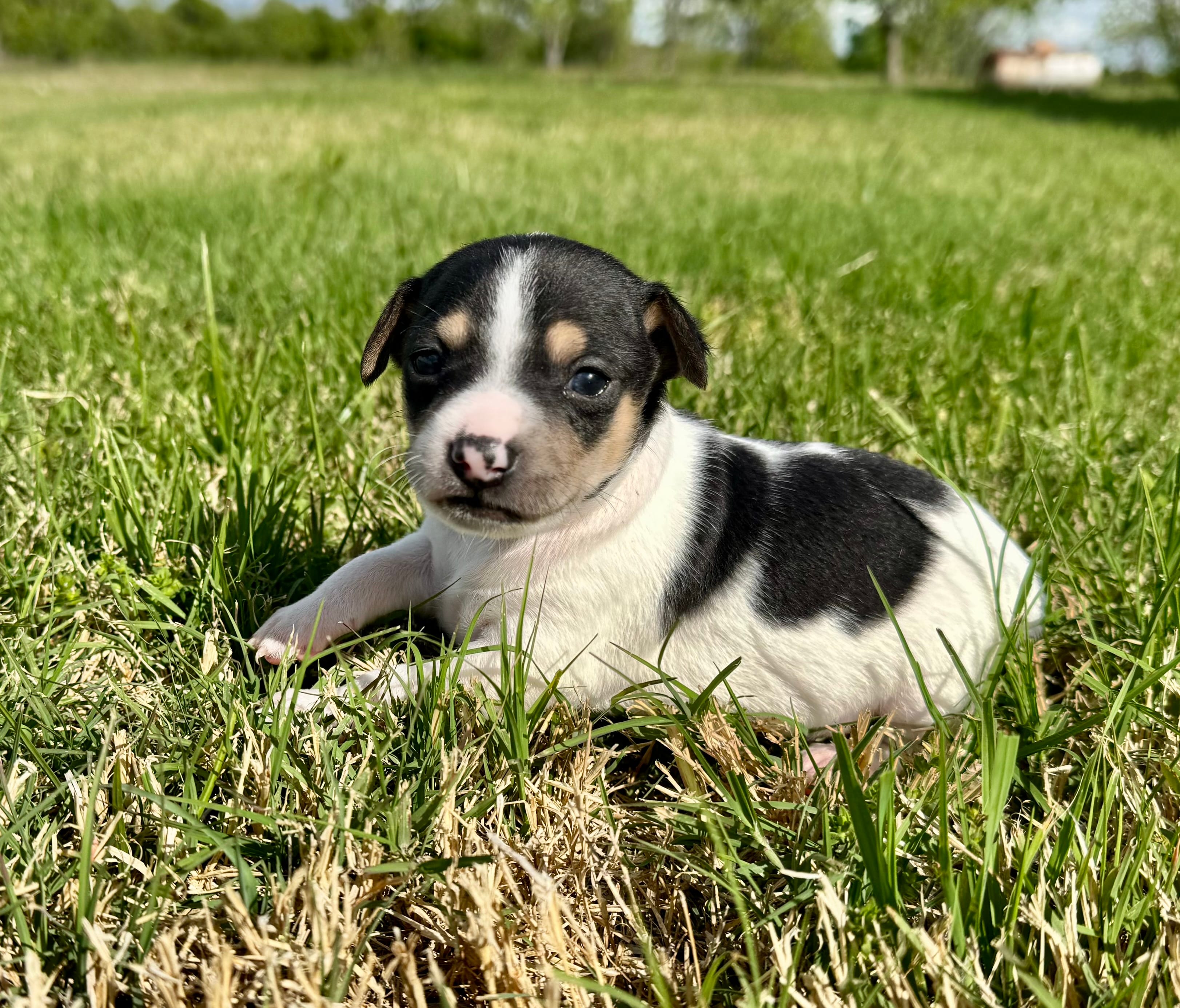 Colt  – Rat Terrier puppy for sale in Gorman, TX