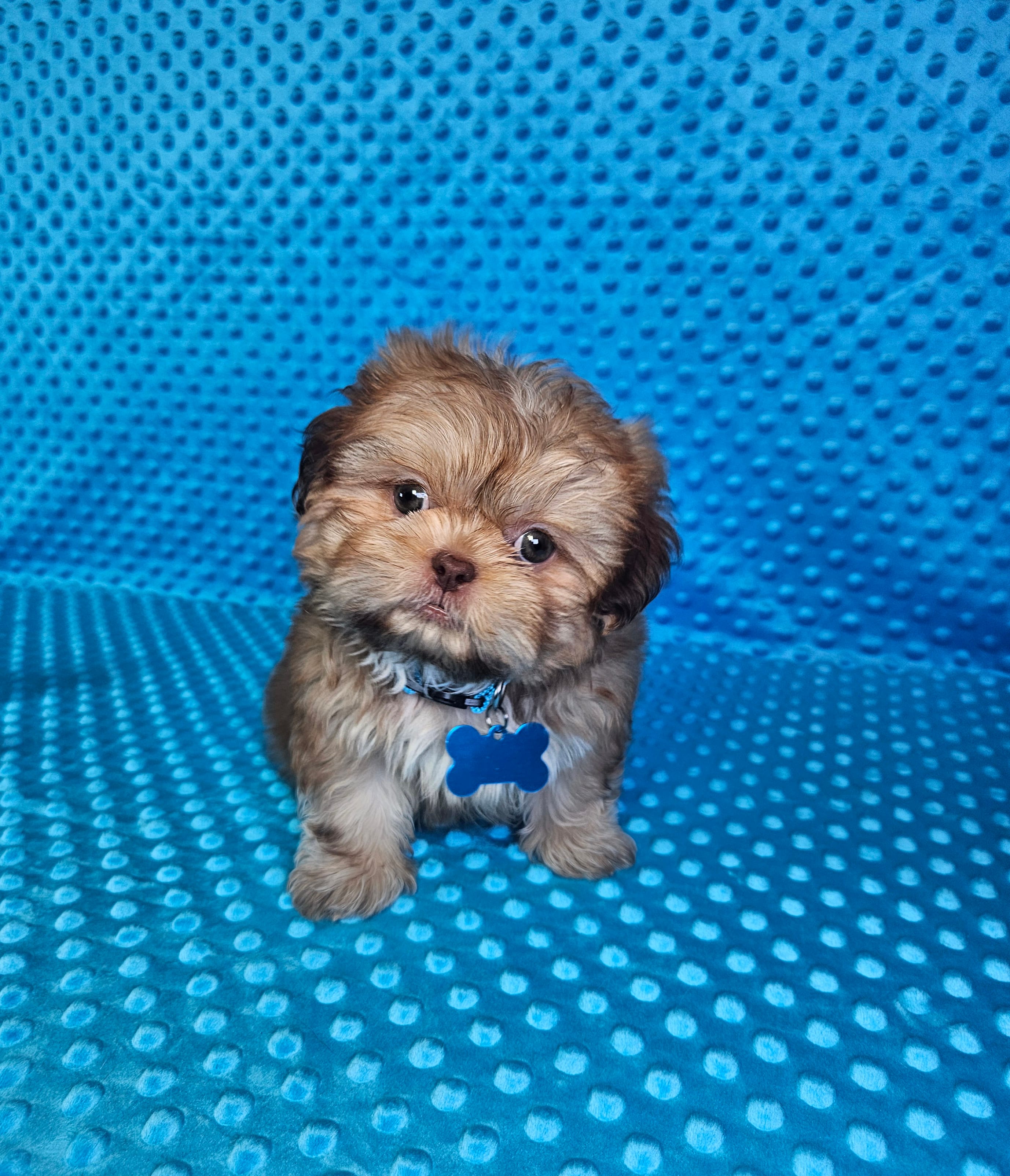 Sam – Shih Tzu puppy for sale in Belleview, FL