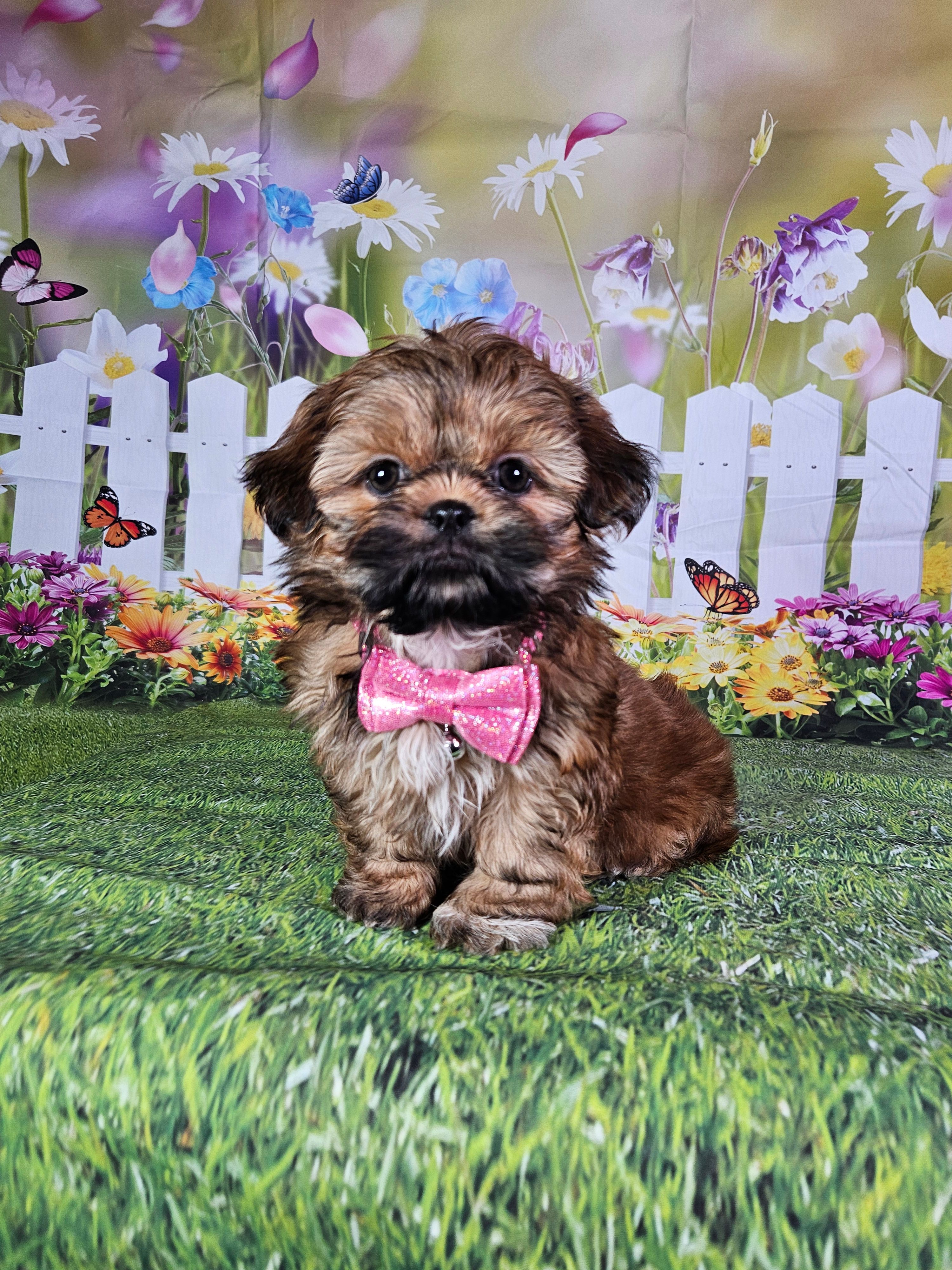 Lina – Shih Tzu puppy for sale in Belleview, FL