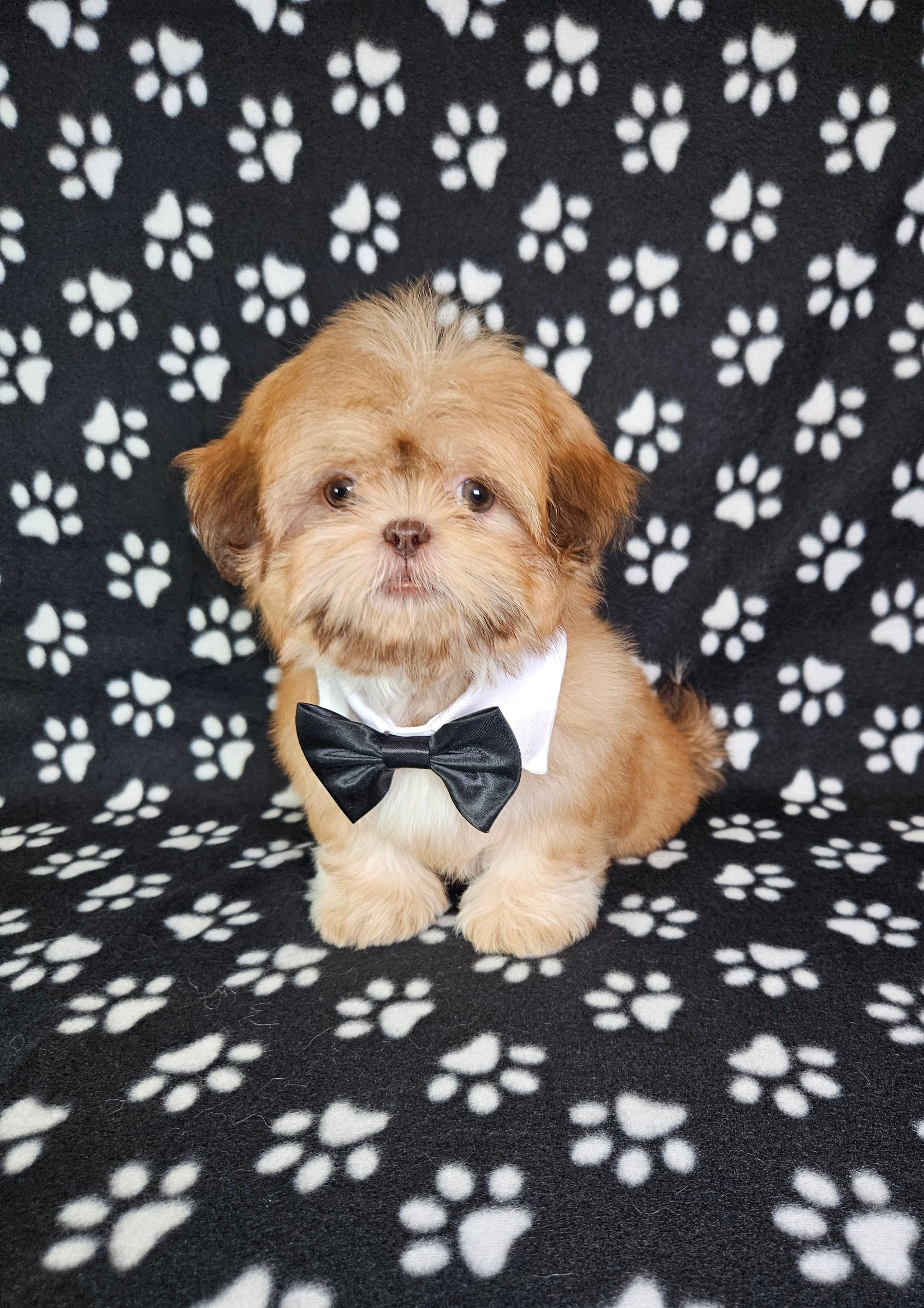 Sam – Shih Tzu puppy for sale in Belleview, FL