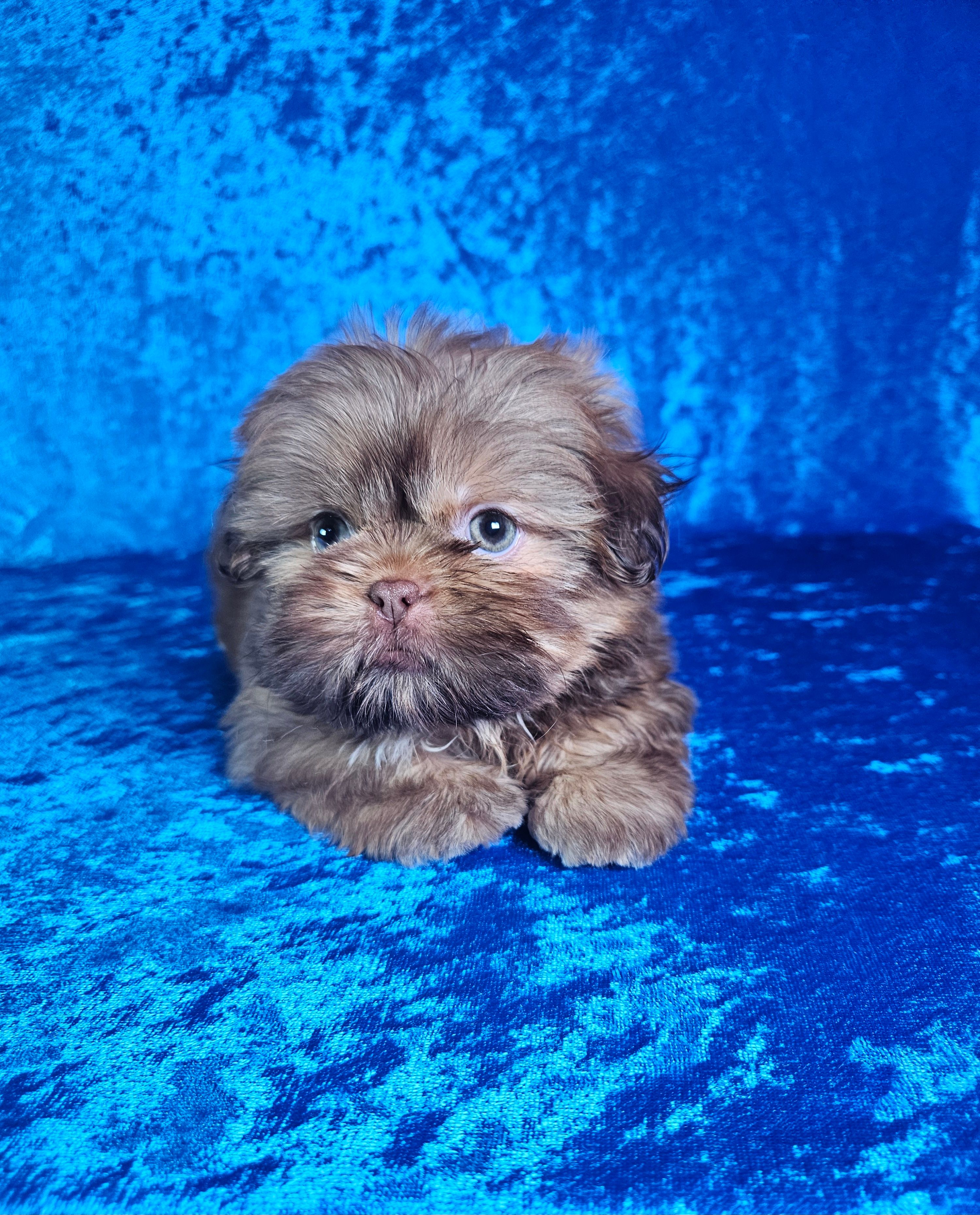 Chewy – Shih Tzu puppy for sale in Belleview, FL