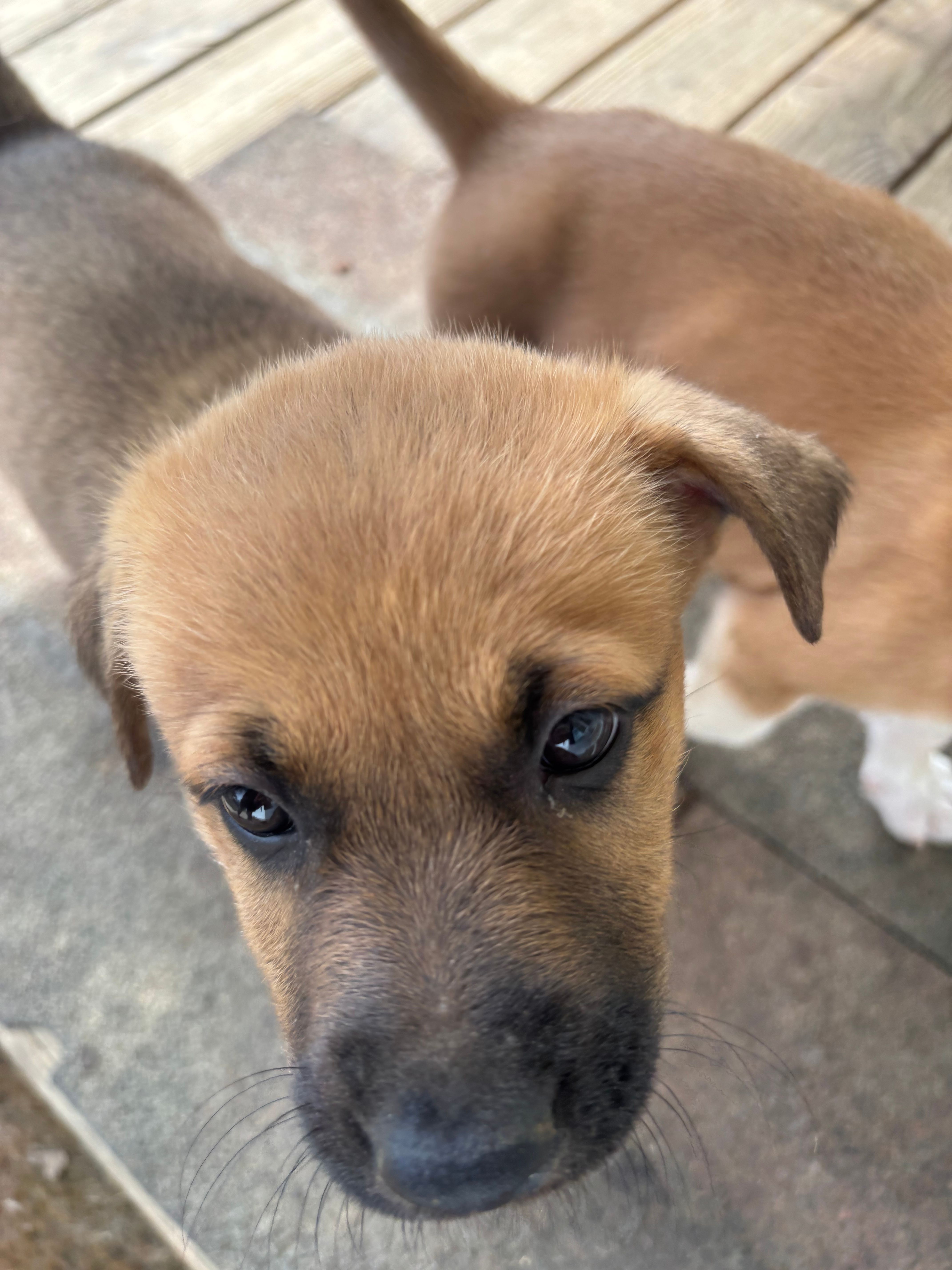 Kindred – German Shepherd Dog, American Pit Bull Terrier puppy for sale in Pulaski, VA