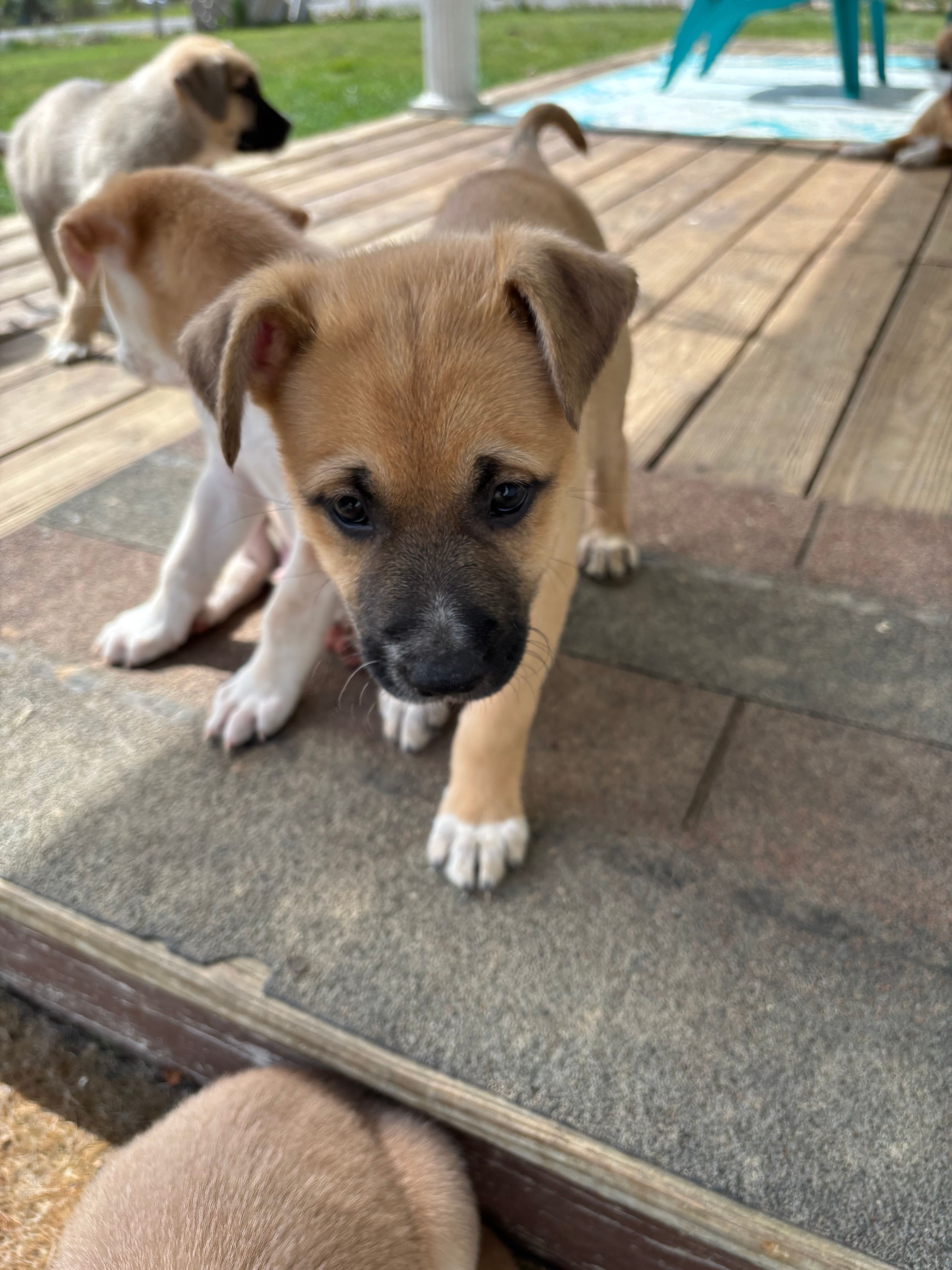 Kelsey – German Shepherd Dog, American Pit Bull Terrier puppy for sale in Pulaski, VA