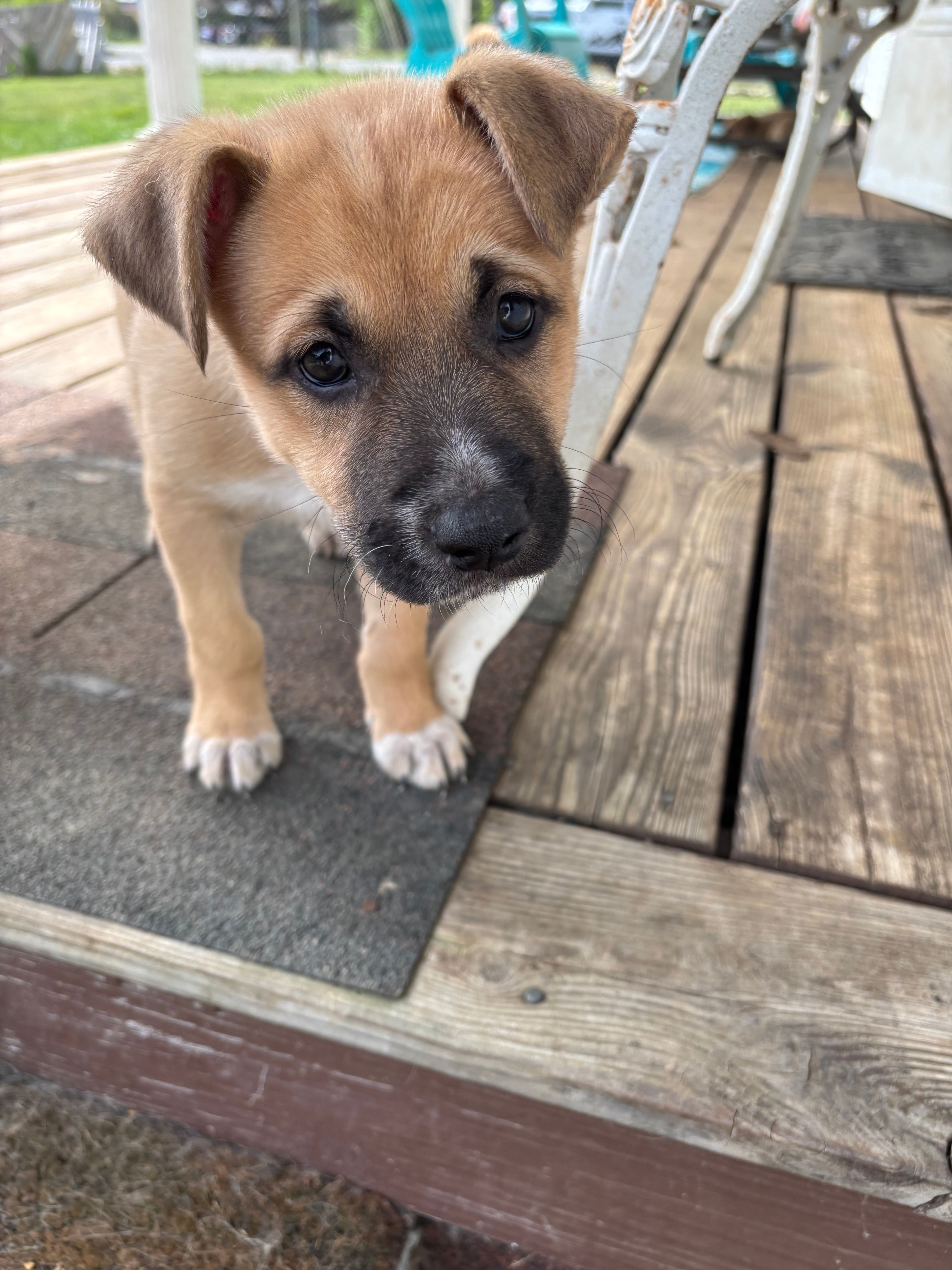 Helena – German Shepherd Dog, American Pit Bull Terrier puppy for sale in Pulaski, VA