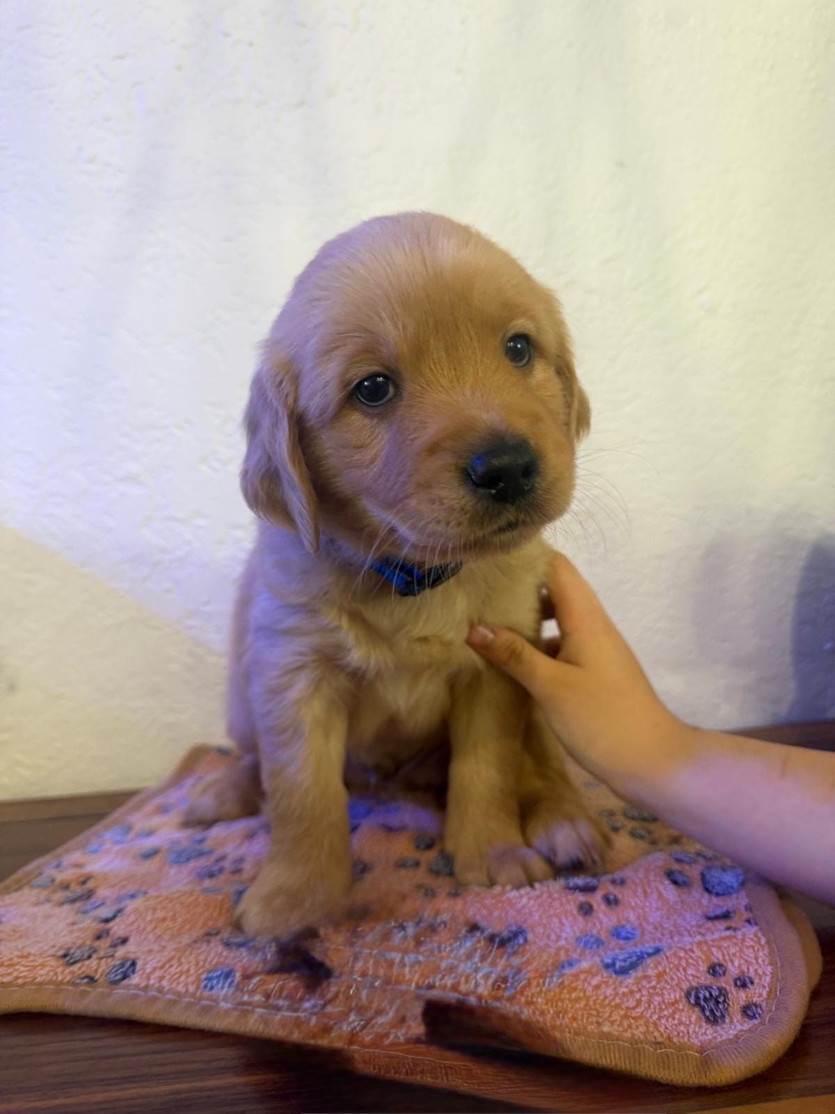 Boy  – Golden Retriever puppy for sale in Sunrise, FL