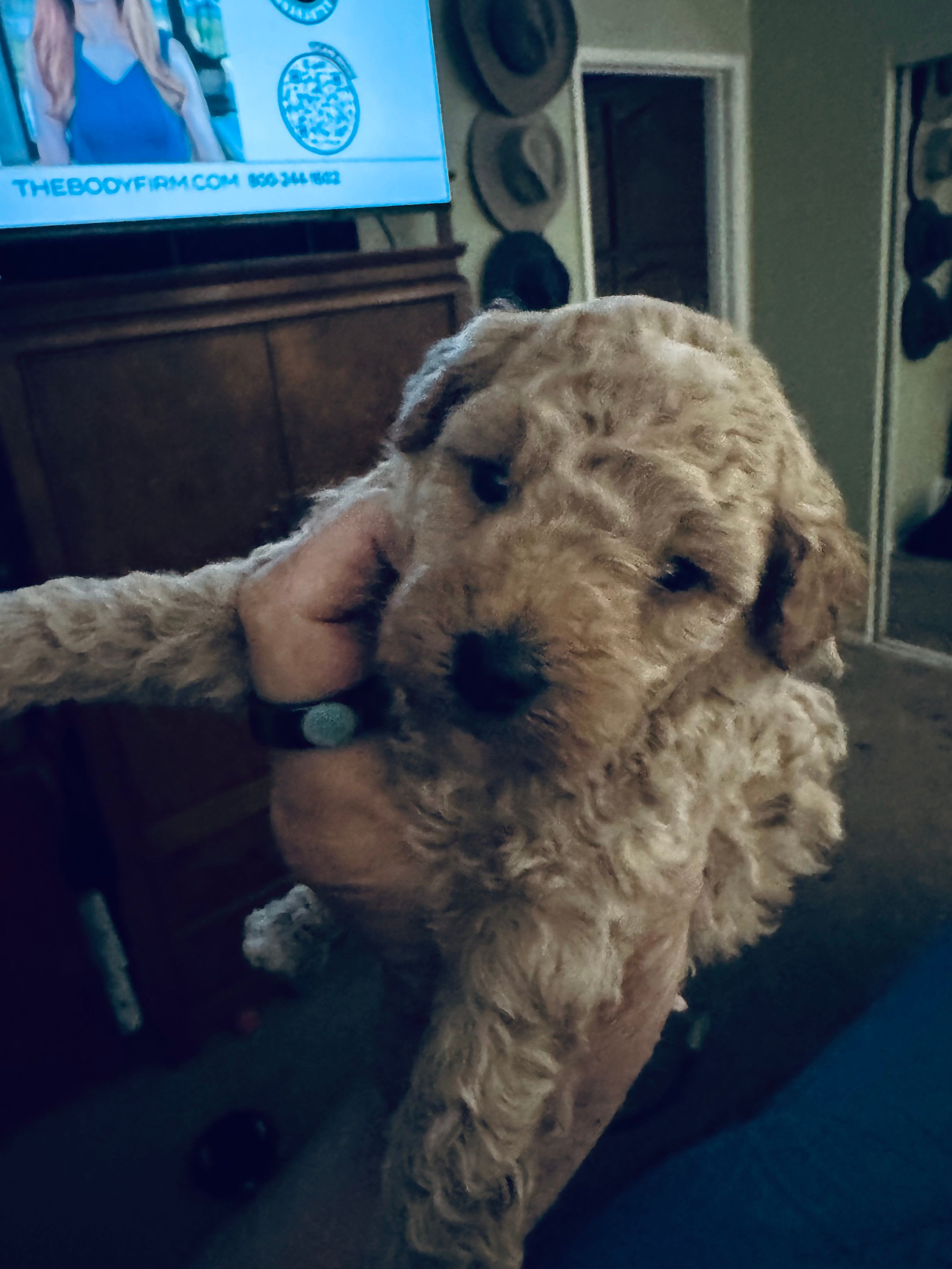 Nelani – Poodle - Toy  puppy for sale in Gilroy, CA