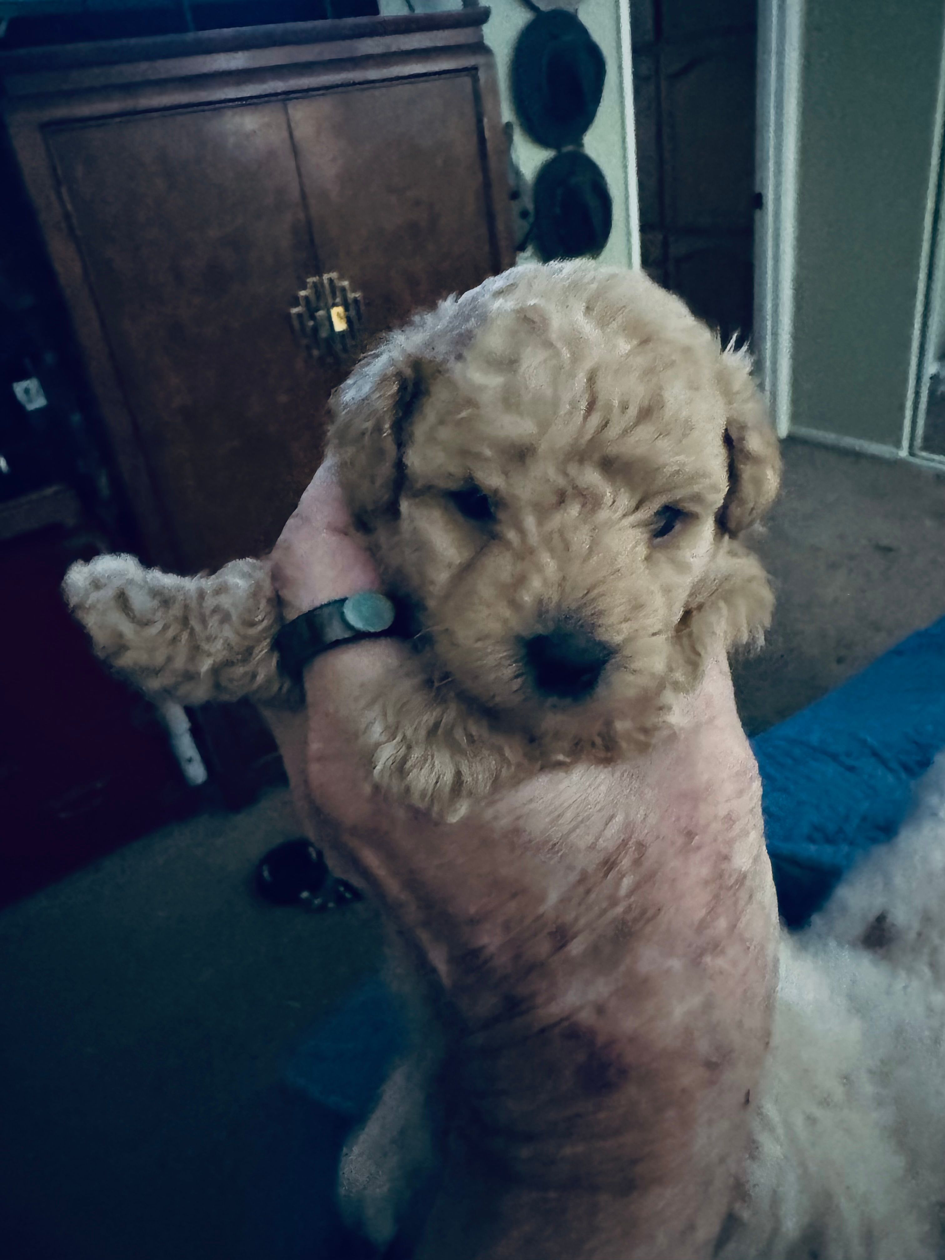 Koa – Poodle - Toy  puppy for sale in Gilroy, CA