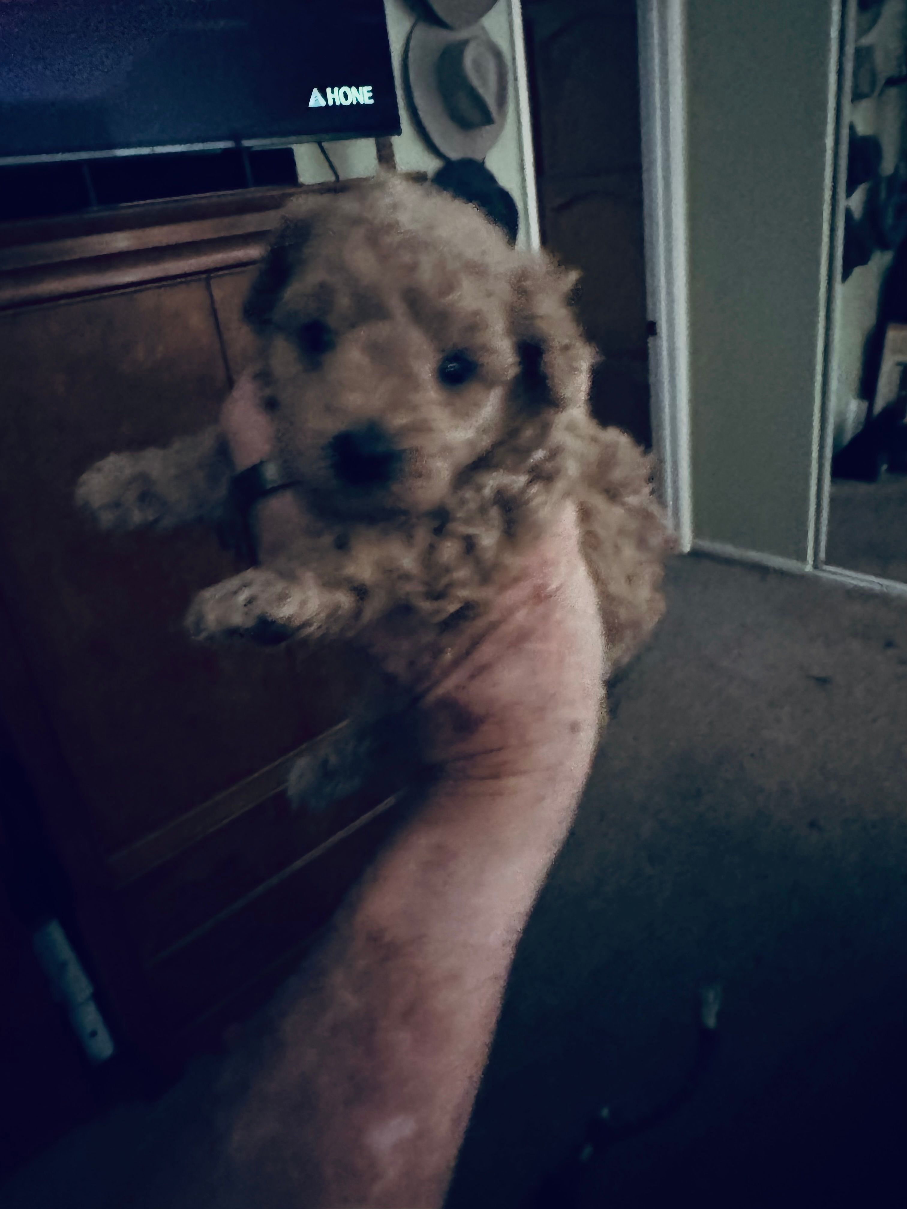 Ono – Poodle - Toy  puppy for sale in Gilroy, CA