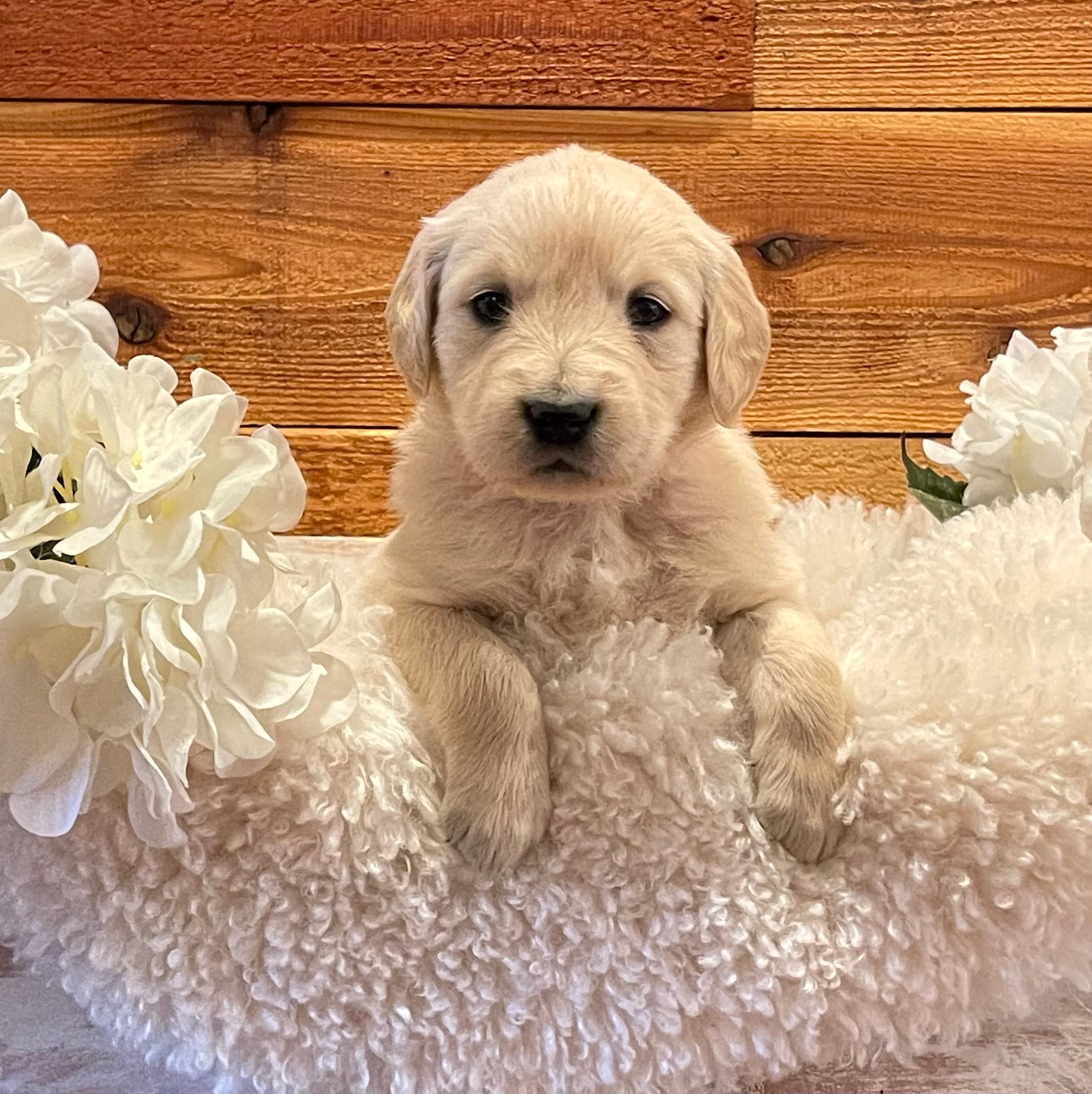Skye – Golden Retriever puppy for sale in Payson, AZ
