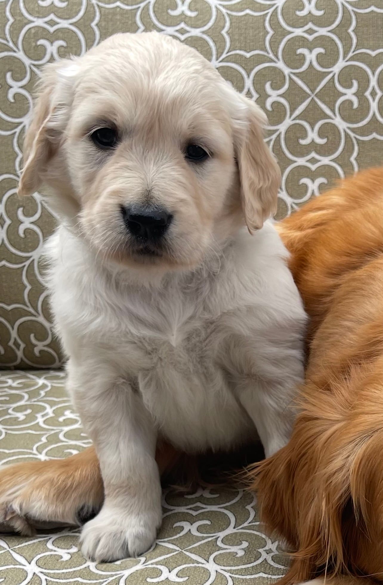 Rex – Golden Retriever puppy for sale in Payson, AZ