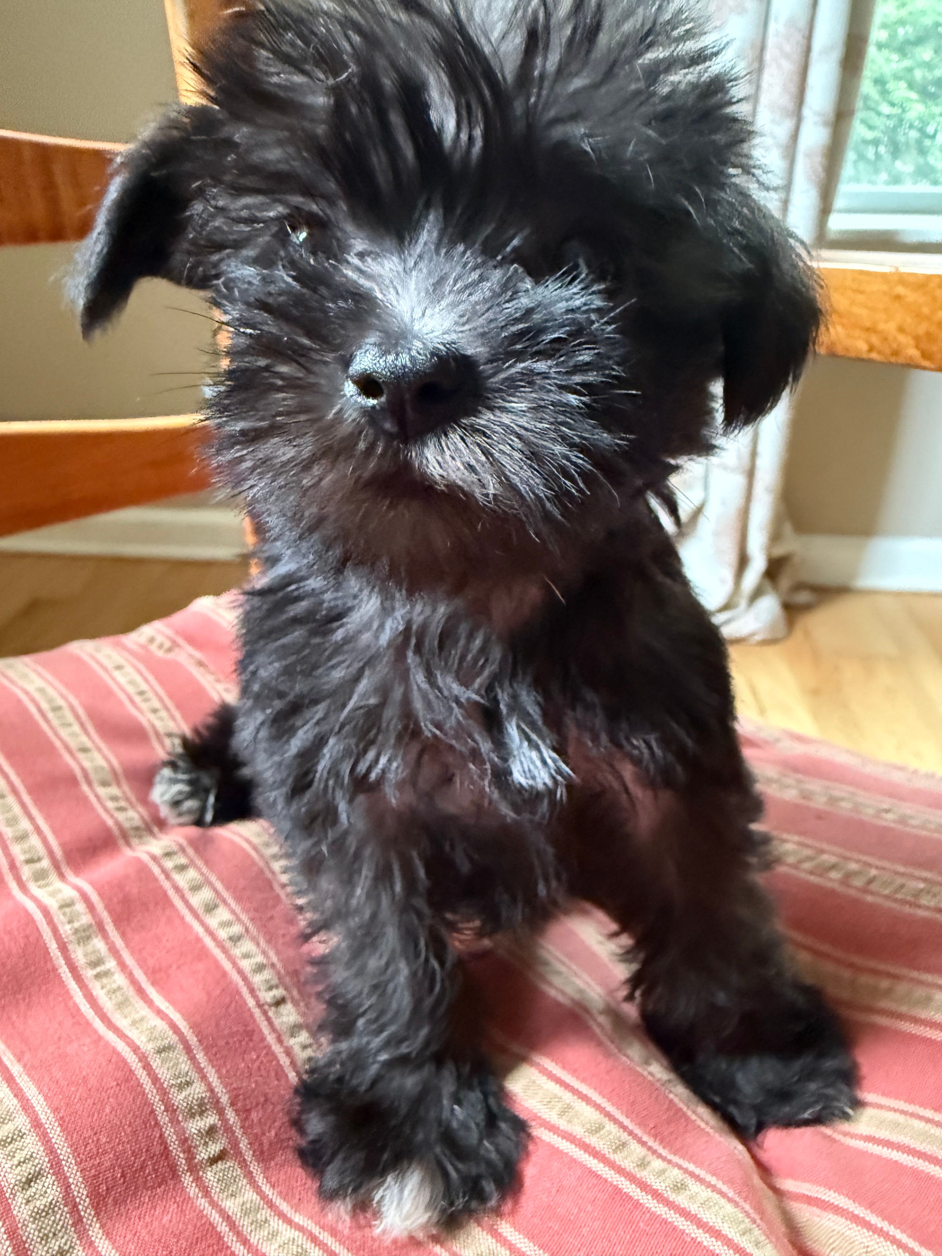 Toy Jenny – Schnoodle puppy for sale in Aiken, SC