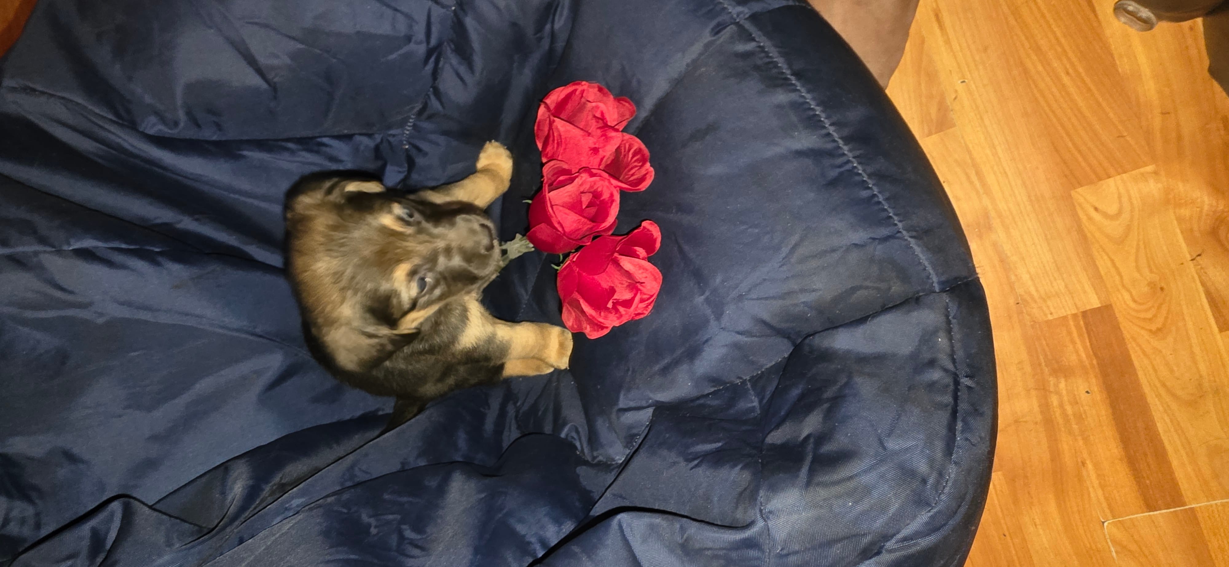 Snookums – German Shepherd Dog puppy for sale in North Windham, CT