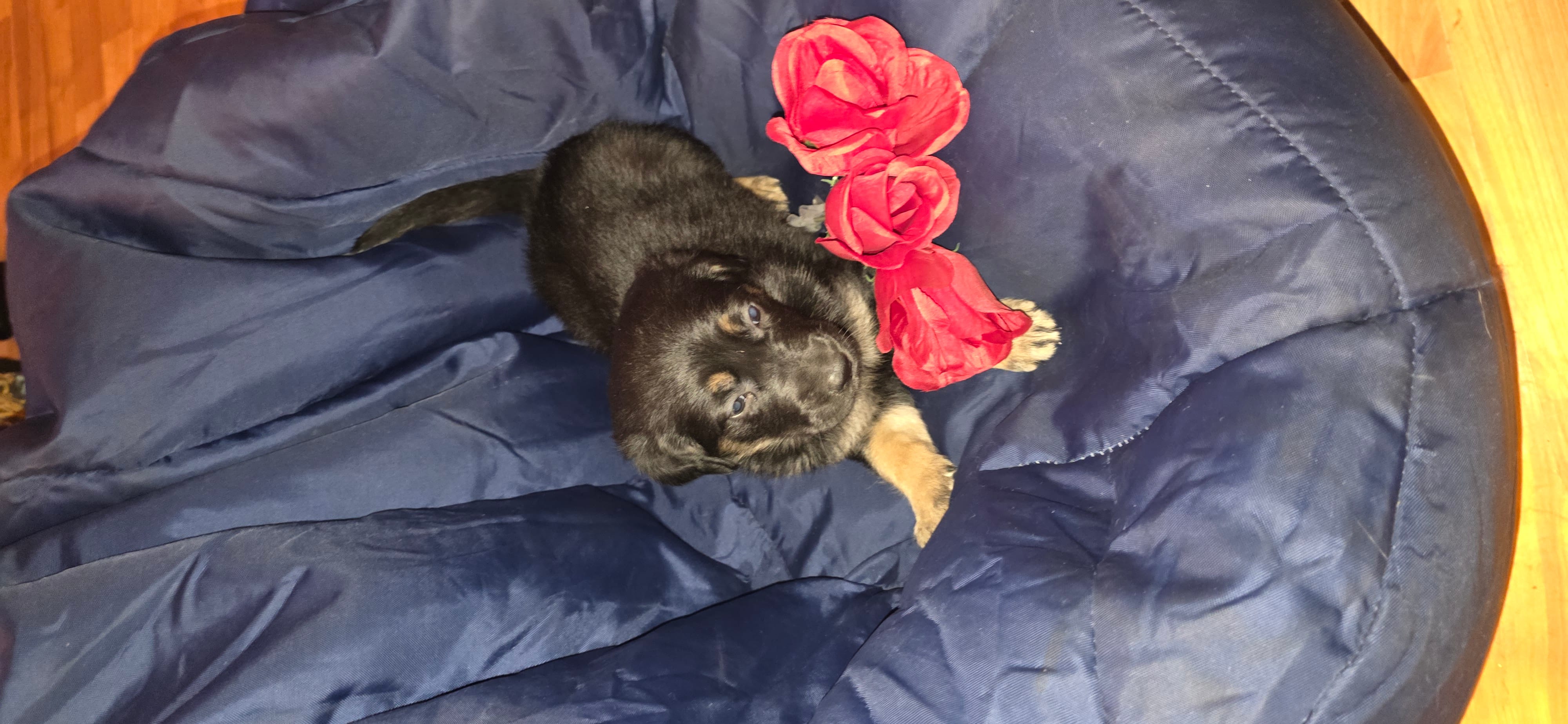 Sweetie  – German Shepherd Dog puppy for sale in North Windham, CT