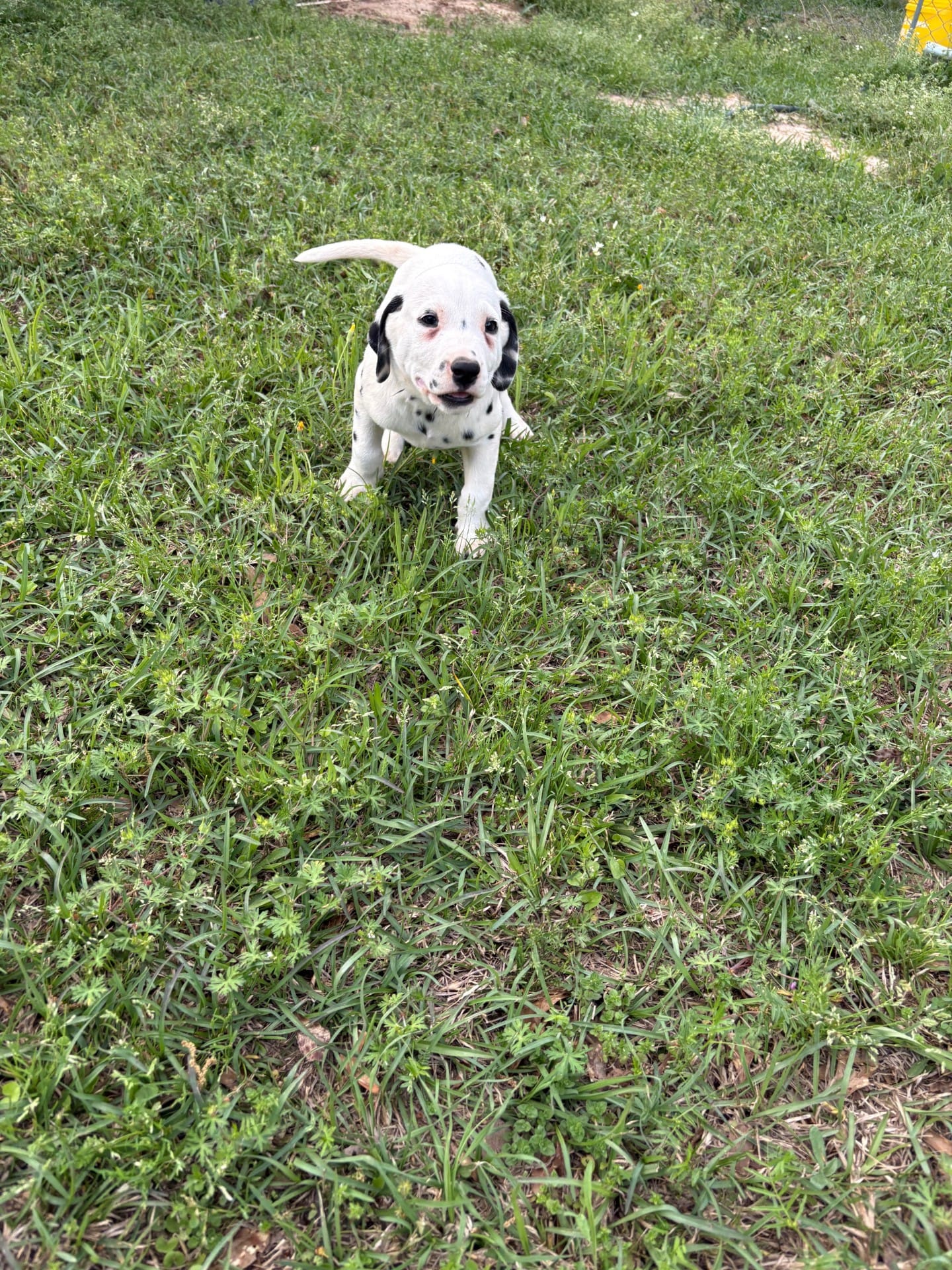 black – Dalmatian puppy for sale in Hattiesburg, MS