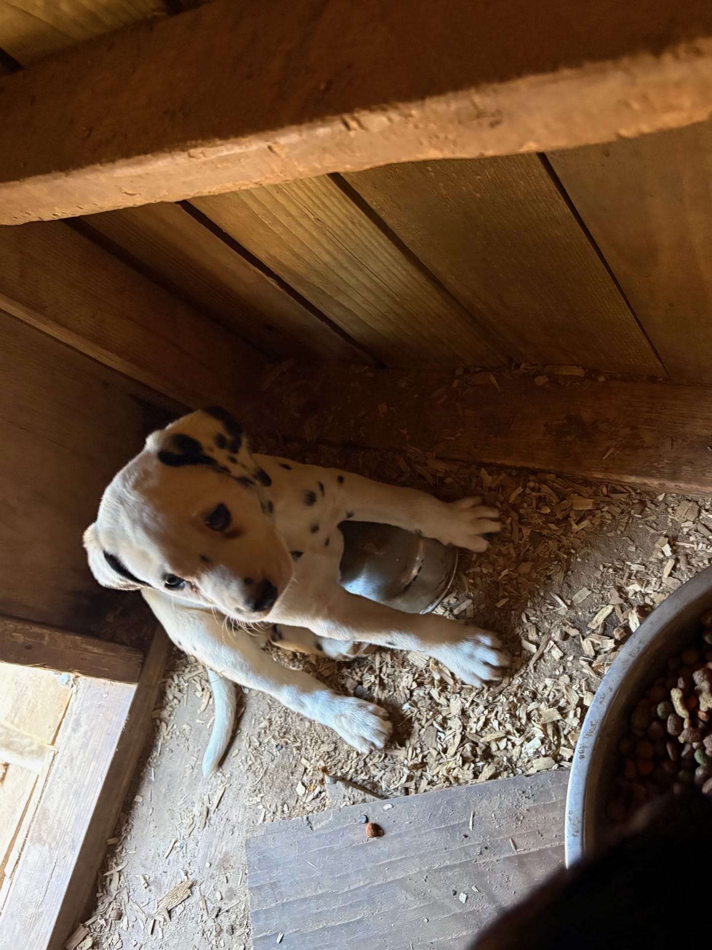 black – Dalmatian puppy for sale in Hattiesburg, MS