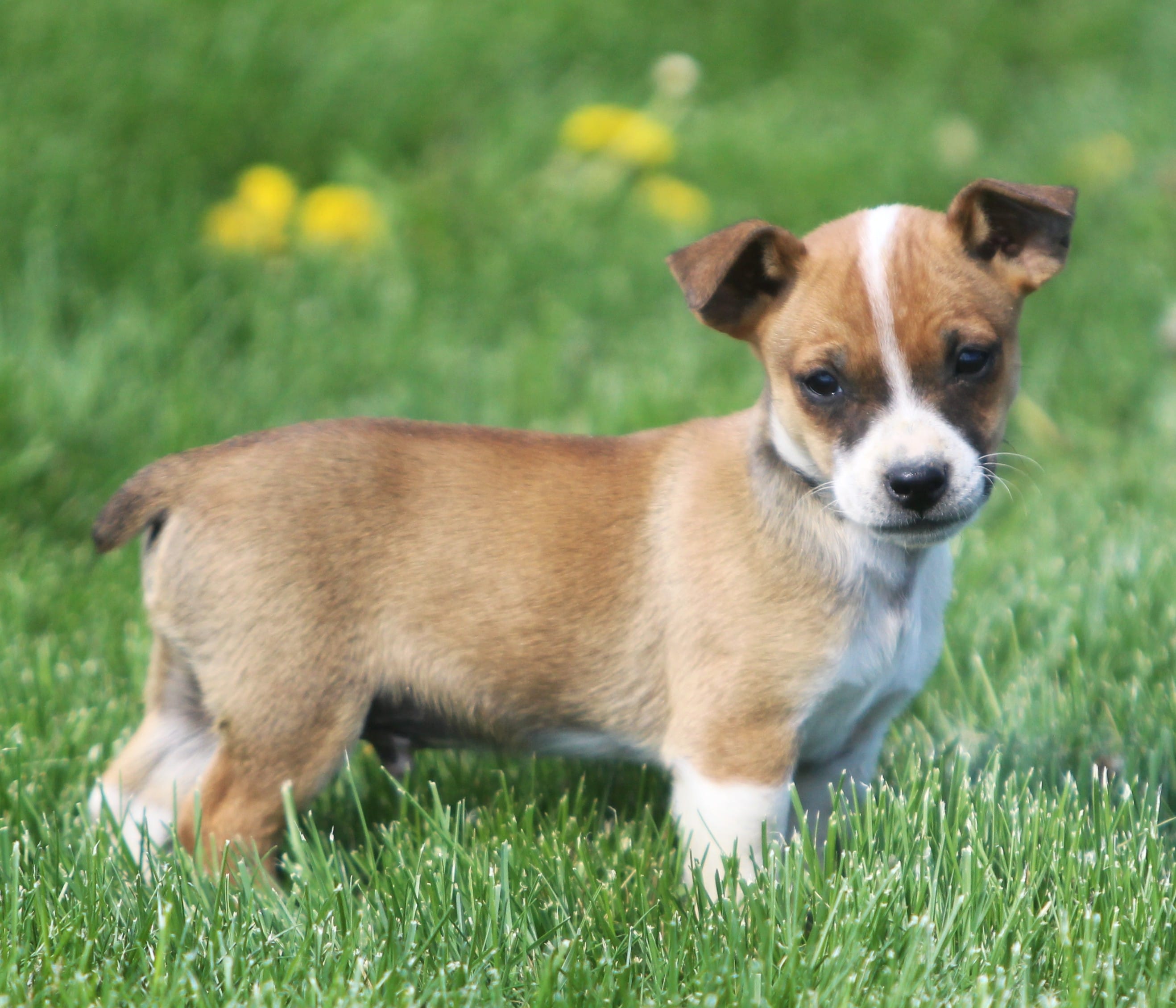 Jack – Jack Russell Terrier puppy for sale in Lansing, MI