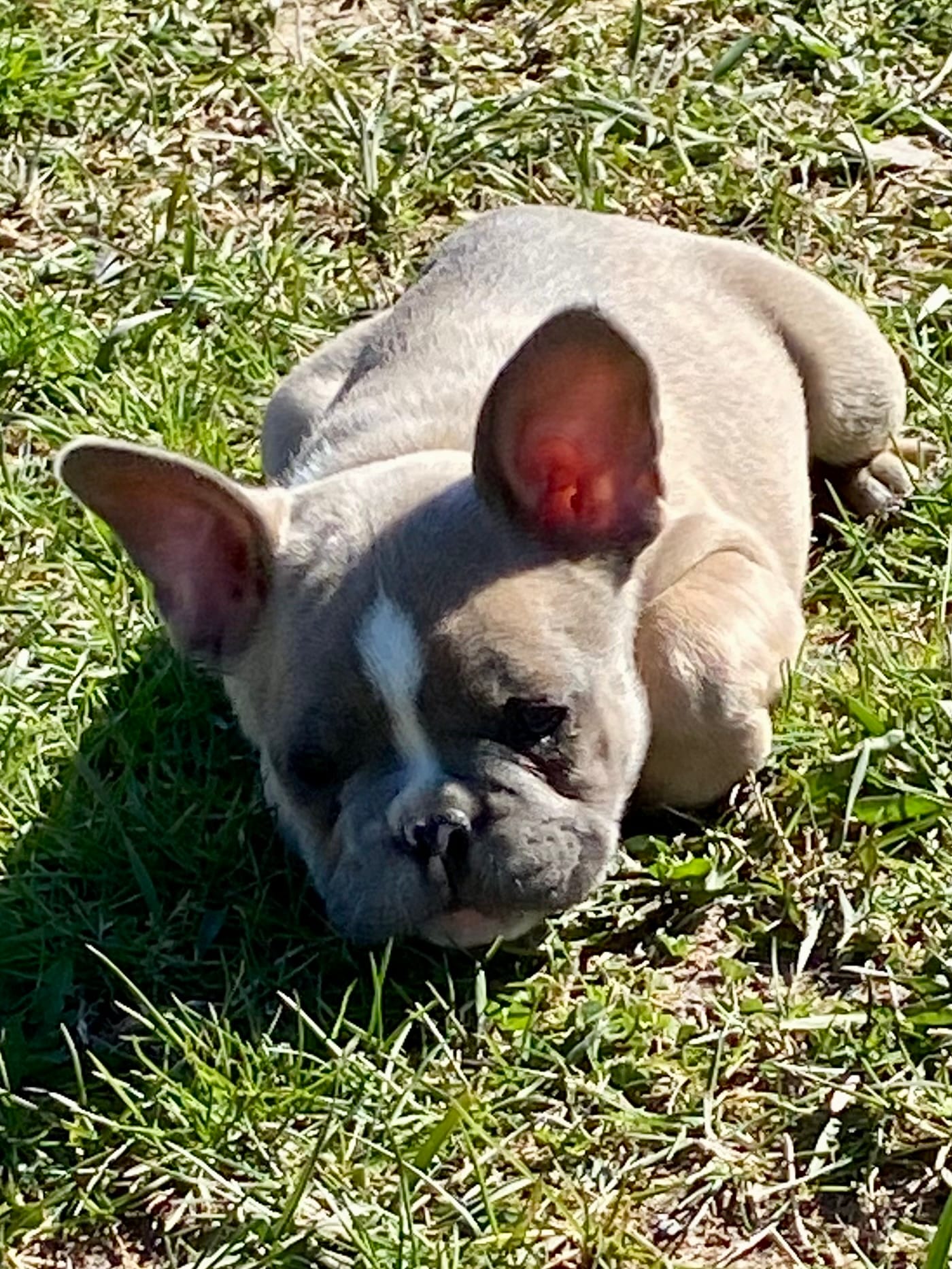 Chrisy – French Bulldog puppy for sale in Virginia, MN