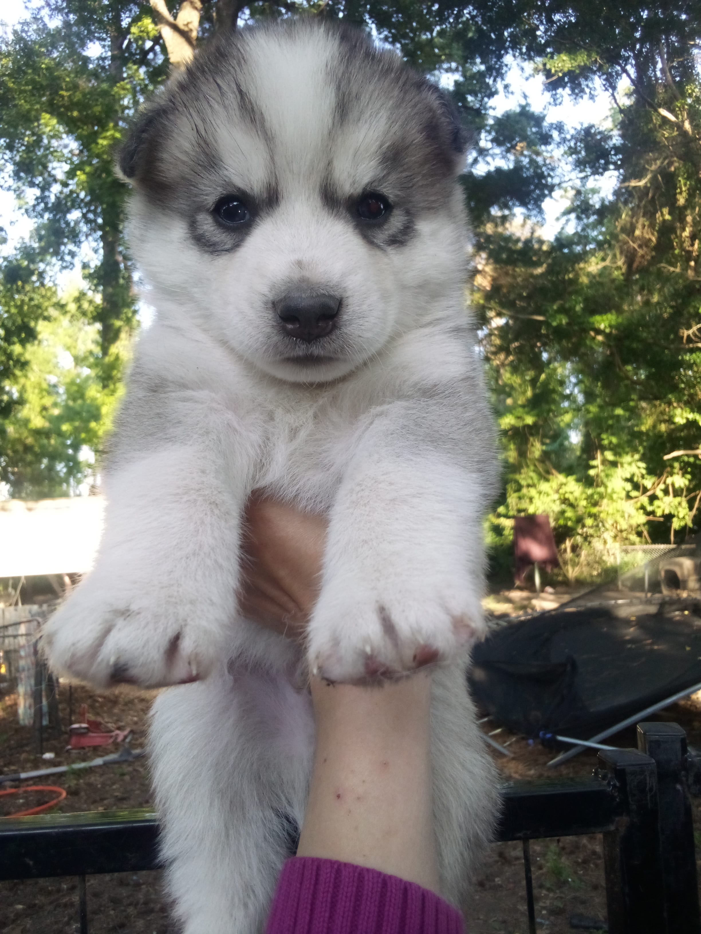 SIBERIAN 2 – Siberian Husky puppy for sale in Florence, SC