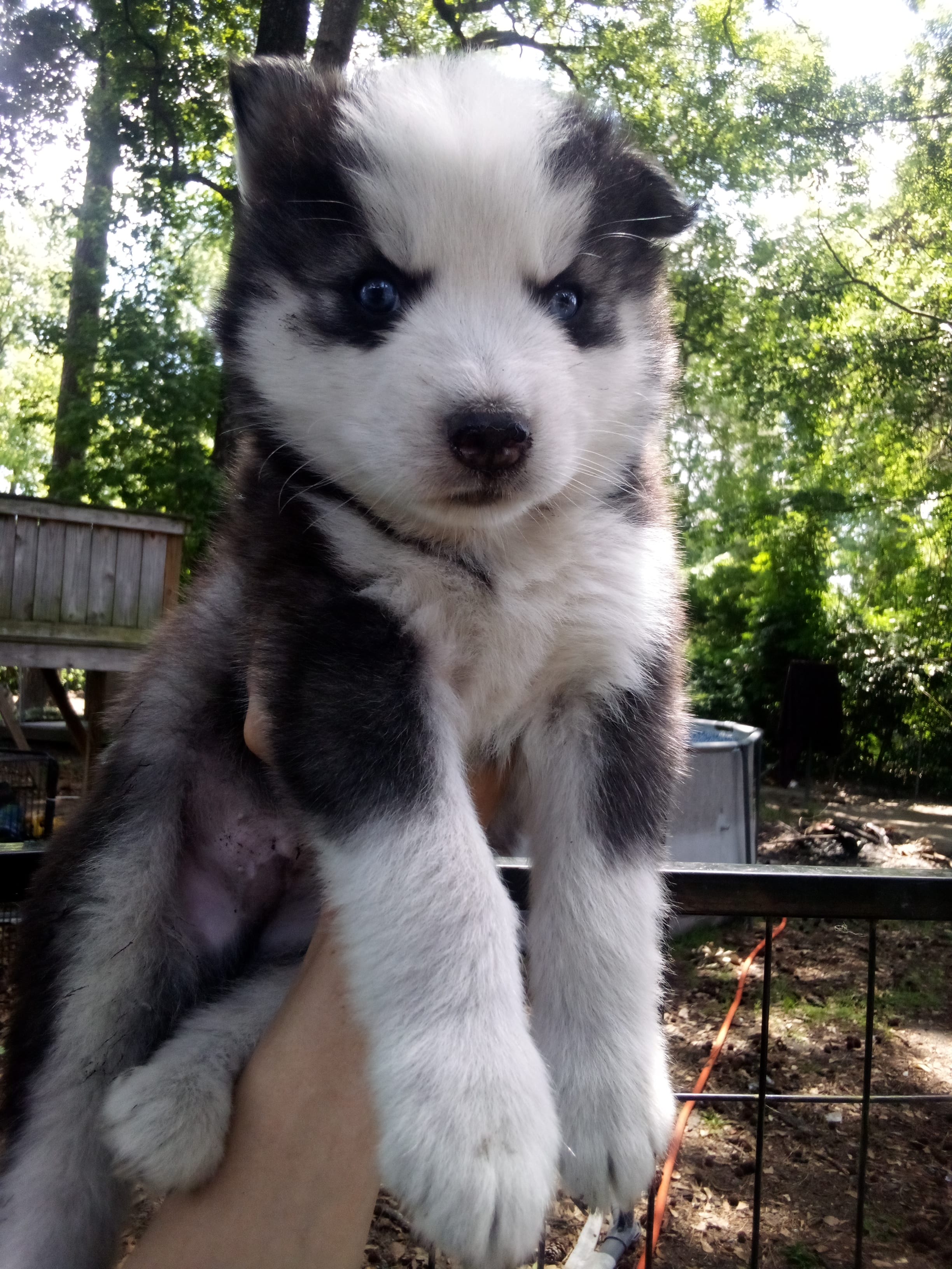 SIBERIAN 1 – Siberian Husky puppy for sale in Florence, SC