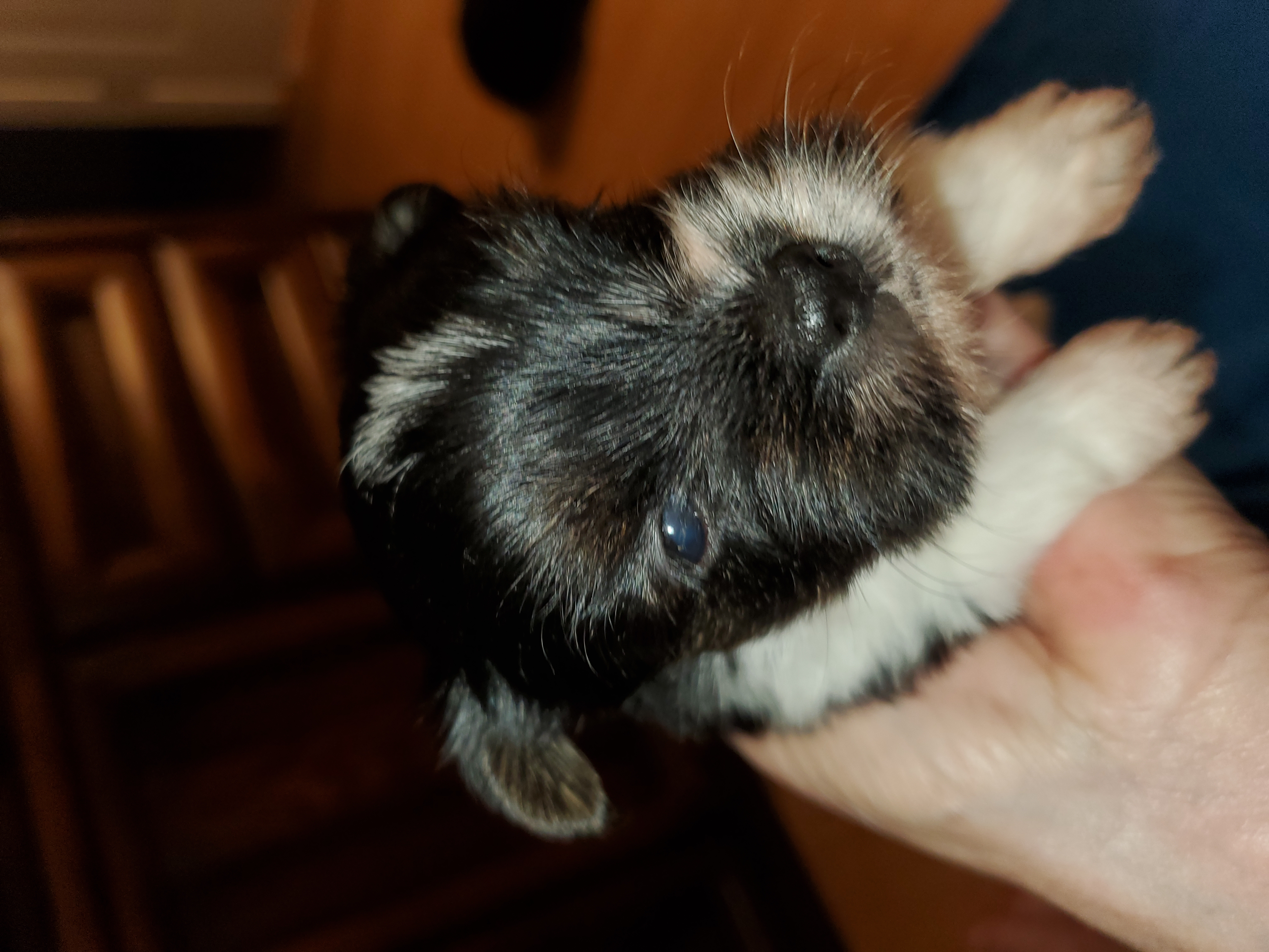 Black/white Toy Biewer Yorkie female #1 – Yorkshire Terrier puppy for sale in Palm Coast, FL