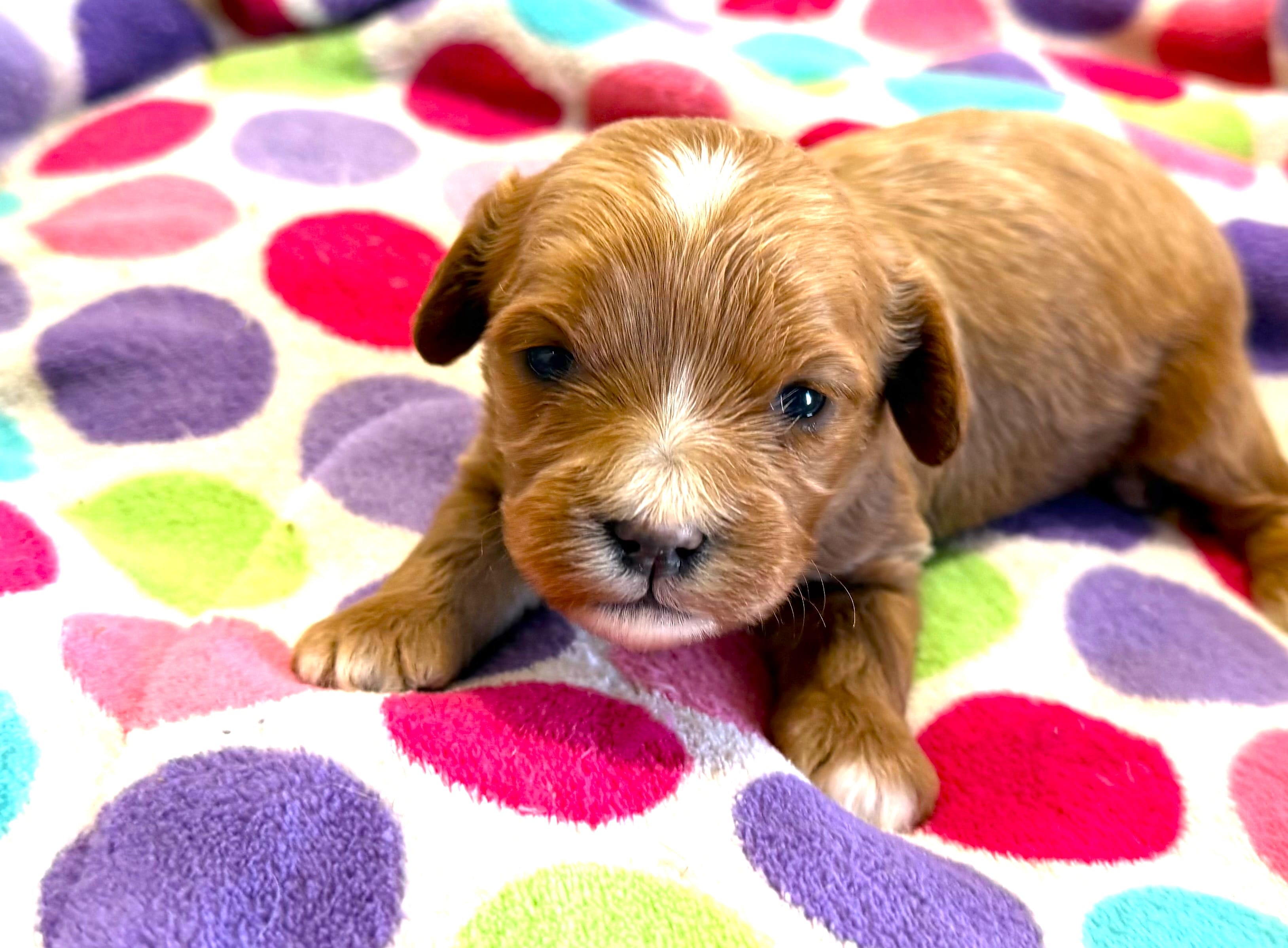 Blakely – Cavapoo puppy for sale in Baileyville, KS