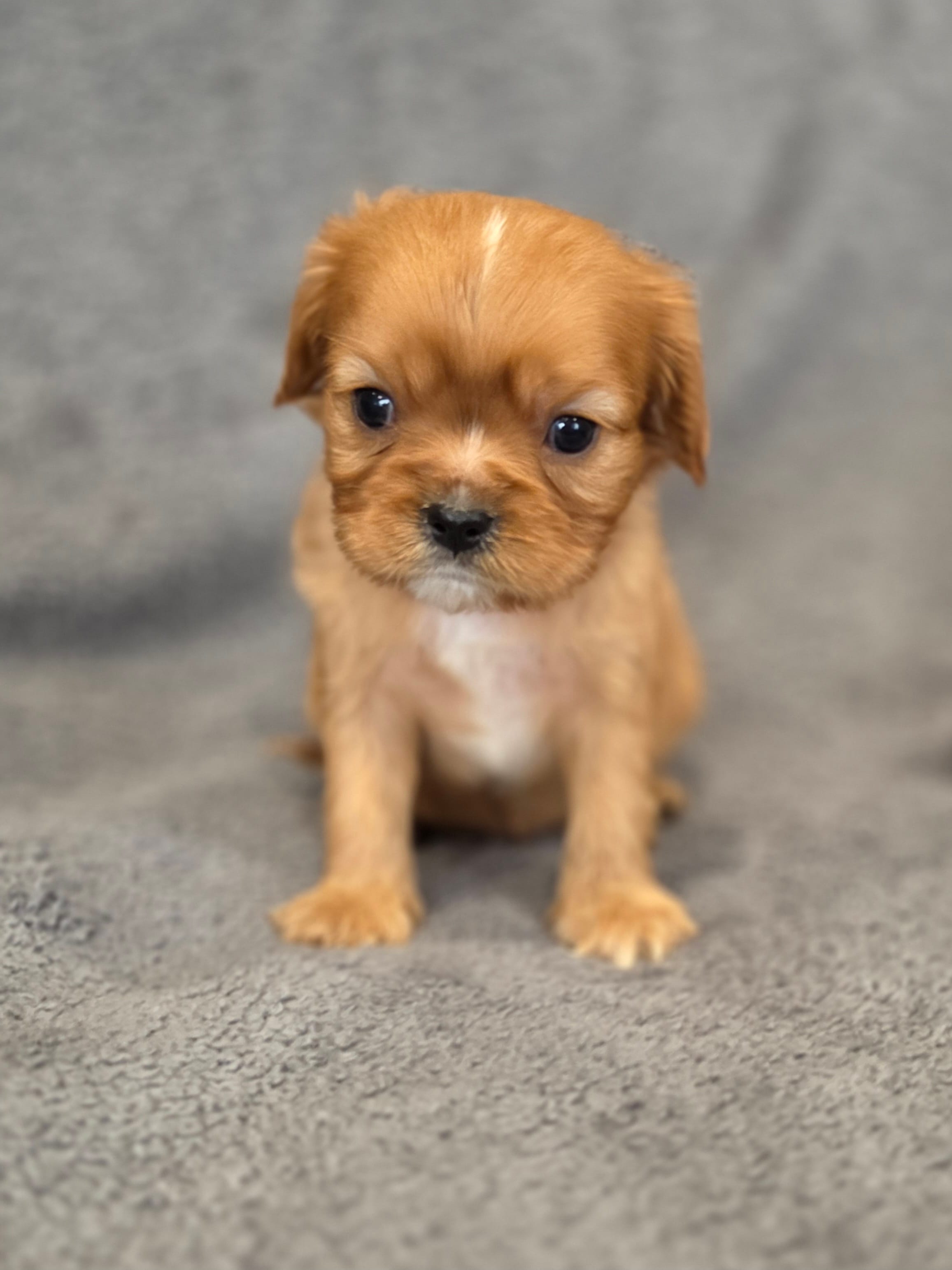 Nash – Cavalier King Charles Spaniel puppy for sale in Chicago, IL