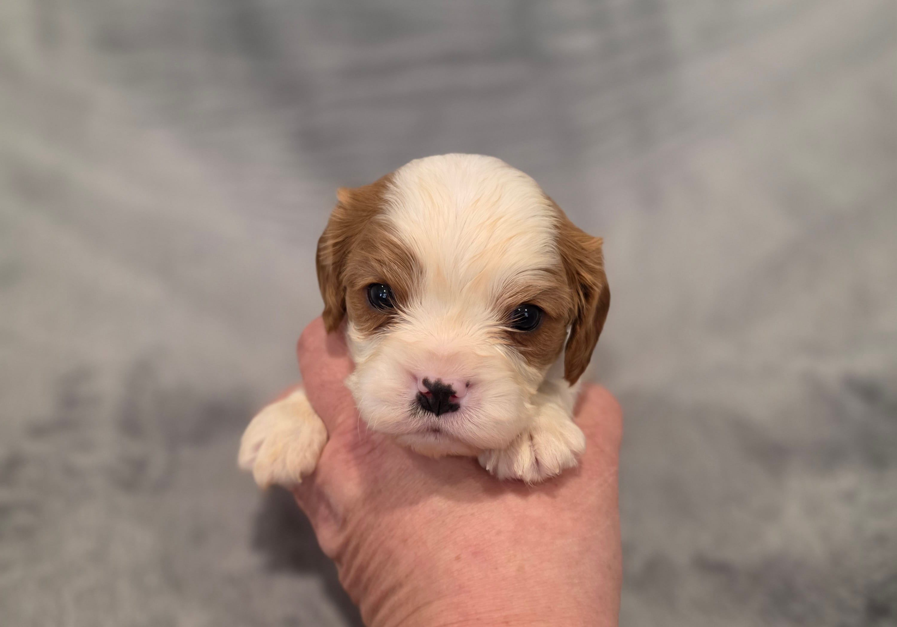 Gilbert – Cavalier King Charles Spaniel puppy for sale in Chicago, IL