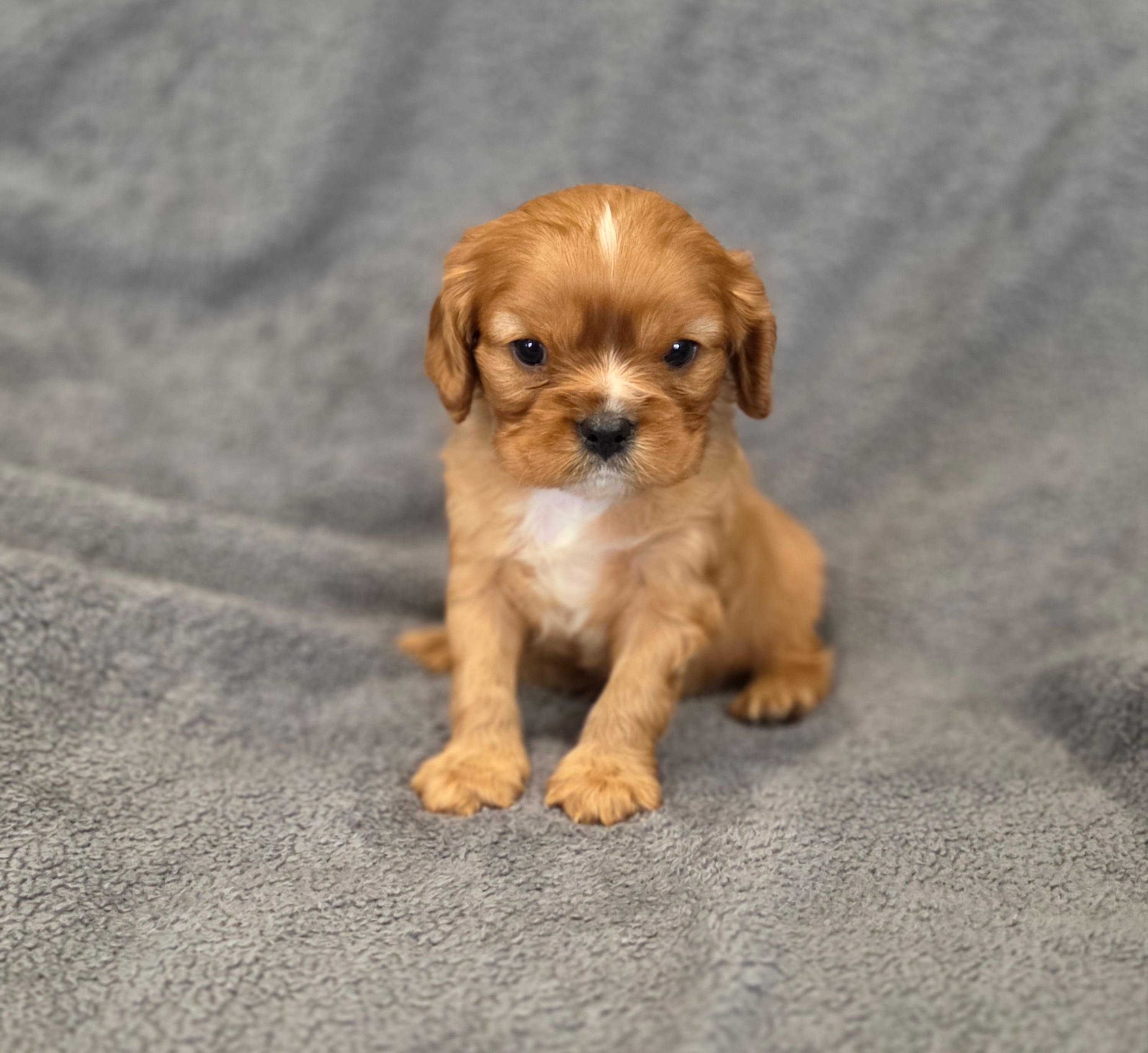 Nigel, a male Cavalier King Charles Spaniel for sale in Chicago, IL – Photo 9 of 10