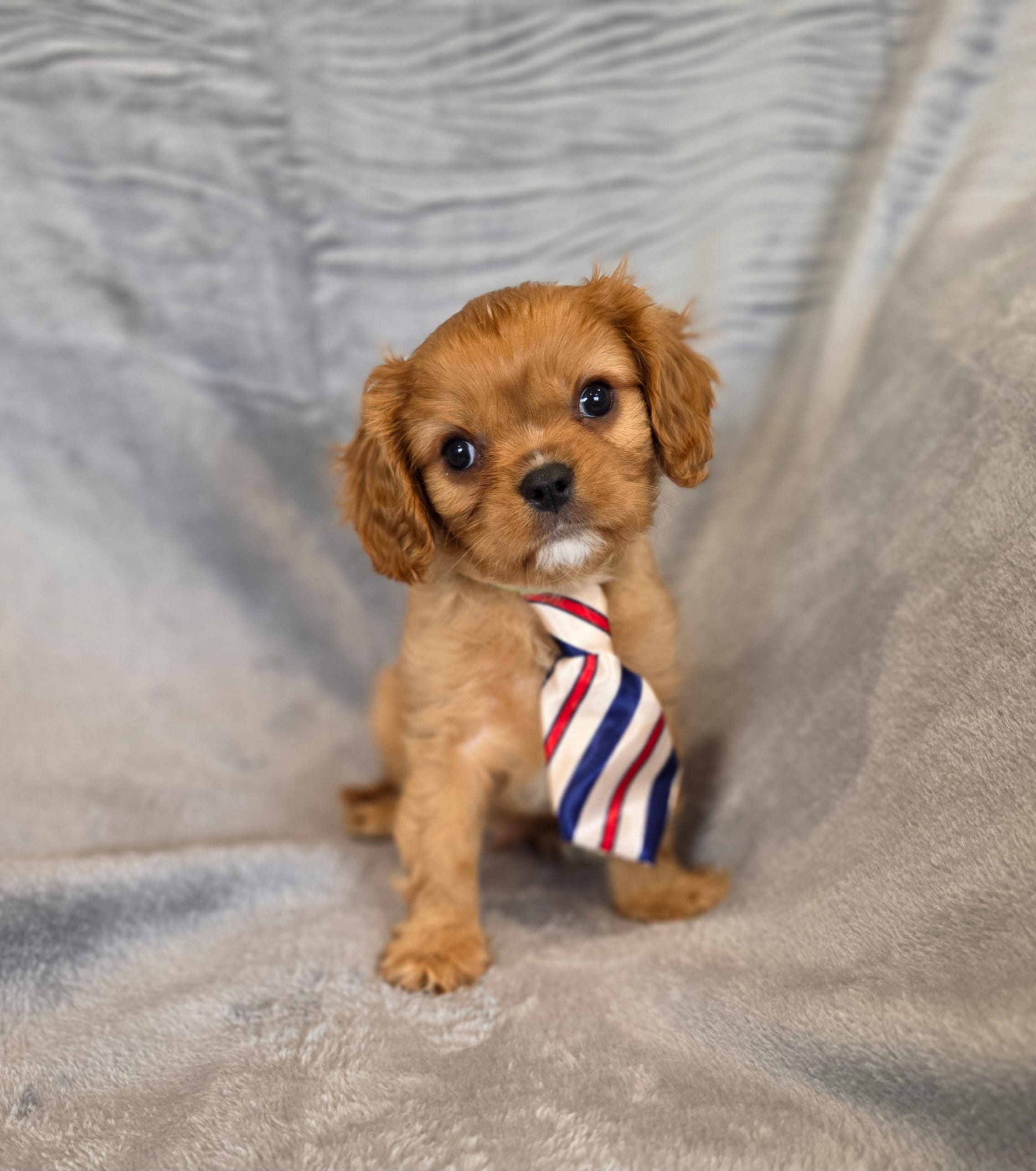 Neil – Cavalier King Charles Spaniel puppy for sale in Chicago, IL