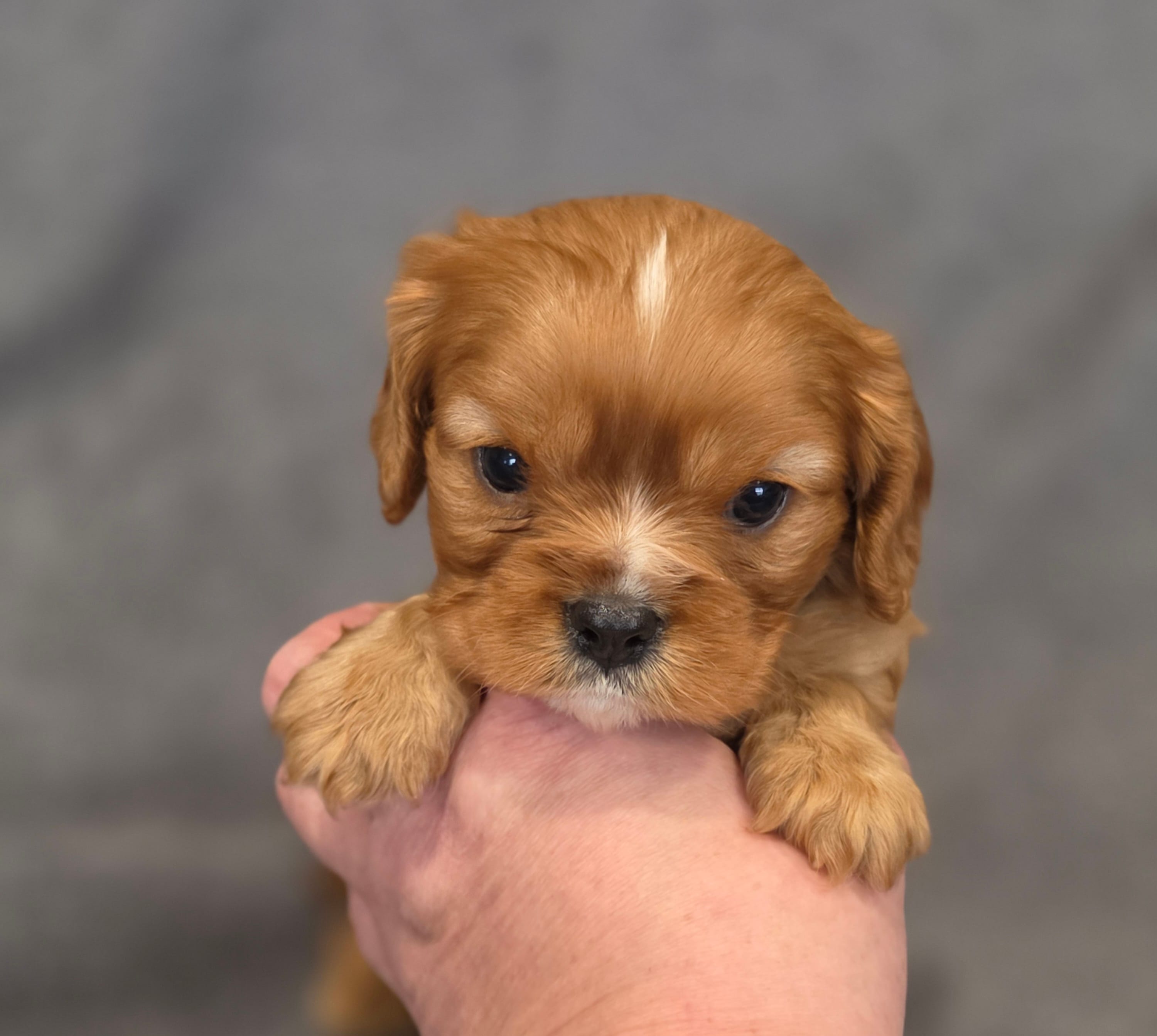 Nigel – Cavalier King Charles Spaniel puppy for sale in Chicago, IL