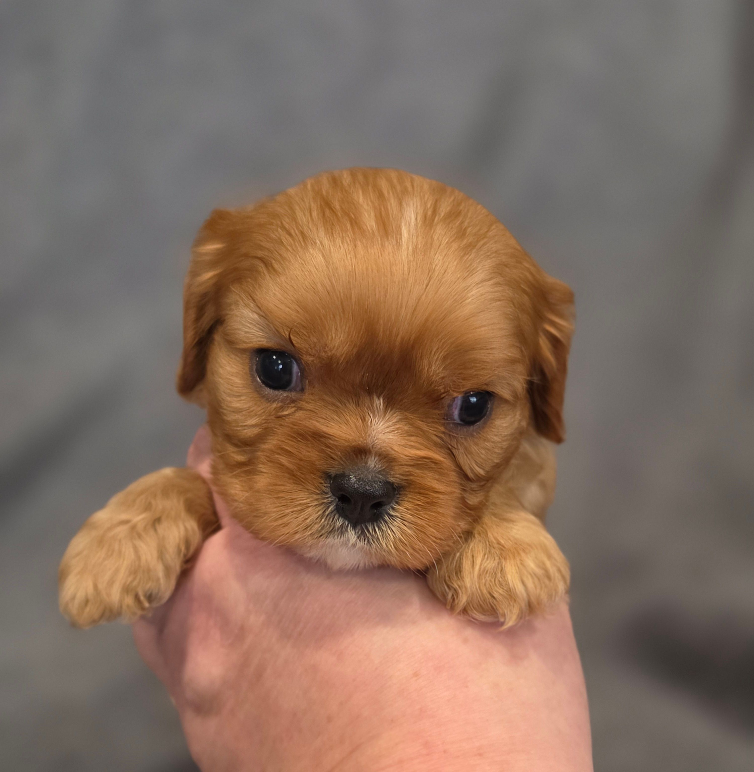 Neil – Cavalier King Charles Spaniel puppy for sale in Chicago, IL